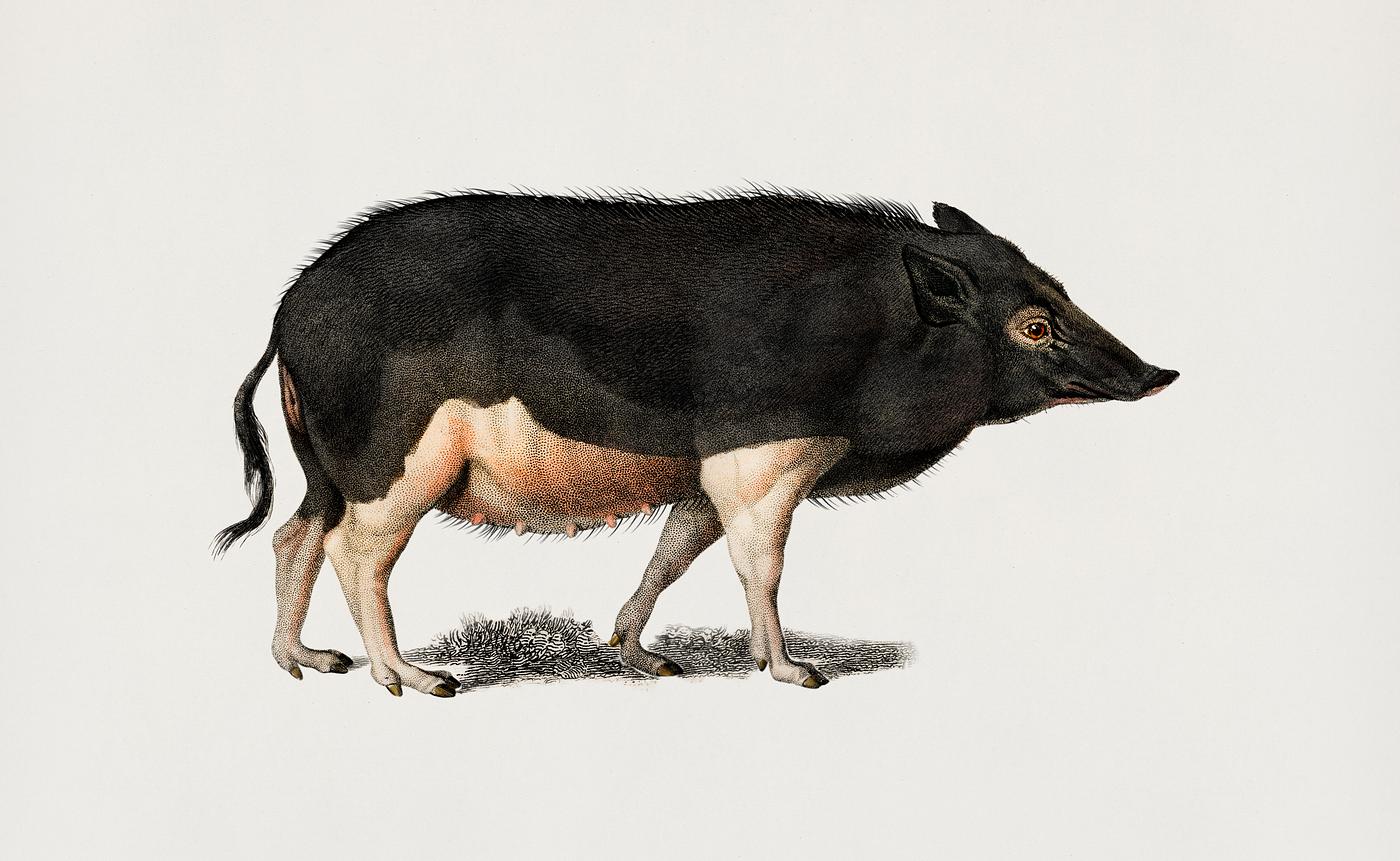 Sus scropha illustrated by Charles Dessalines D' Orbigny (1806-1876). Digitally enhanced from our own 1892 edition of... Sus scropha illustrated by Charles Dessalines D' Orbigny (1806-1876). Digitally enhanced from our own 1892 edition of...