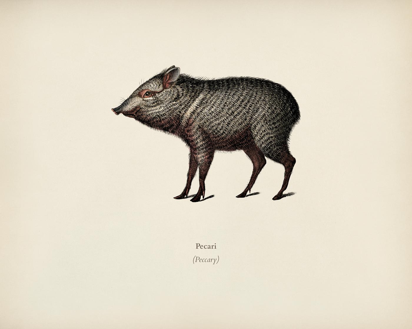 Pecari illustrated by Charles Dessalines D' Orbigny (1806-1876). Digitally enhanced from our own 1892 edition of... Pecari illustrated by Charles Dessalines D' Orbigny (1806-1876). Digitally enhanced from our own 1892 edition of...