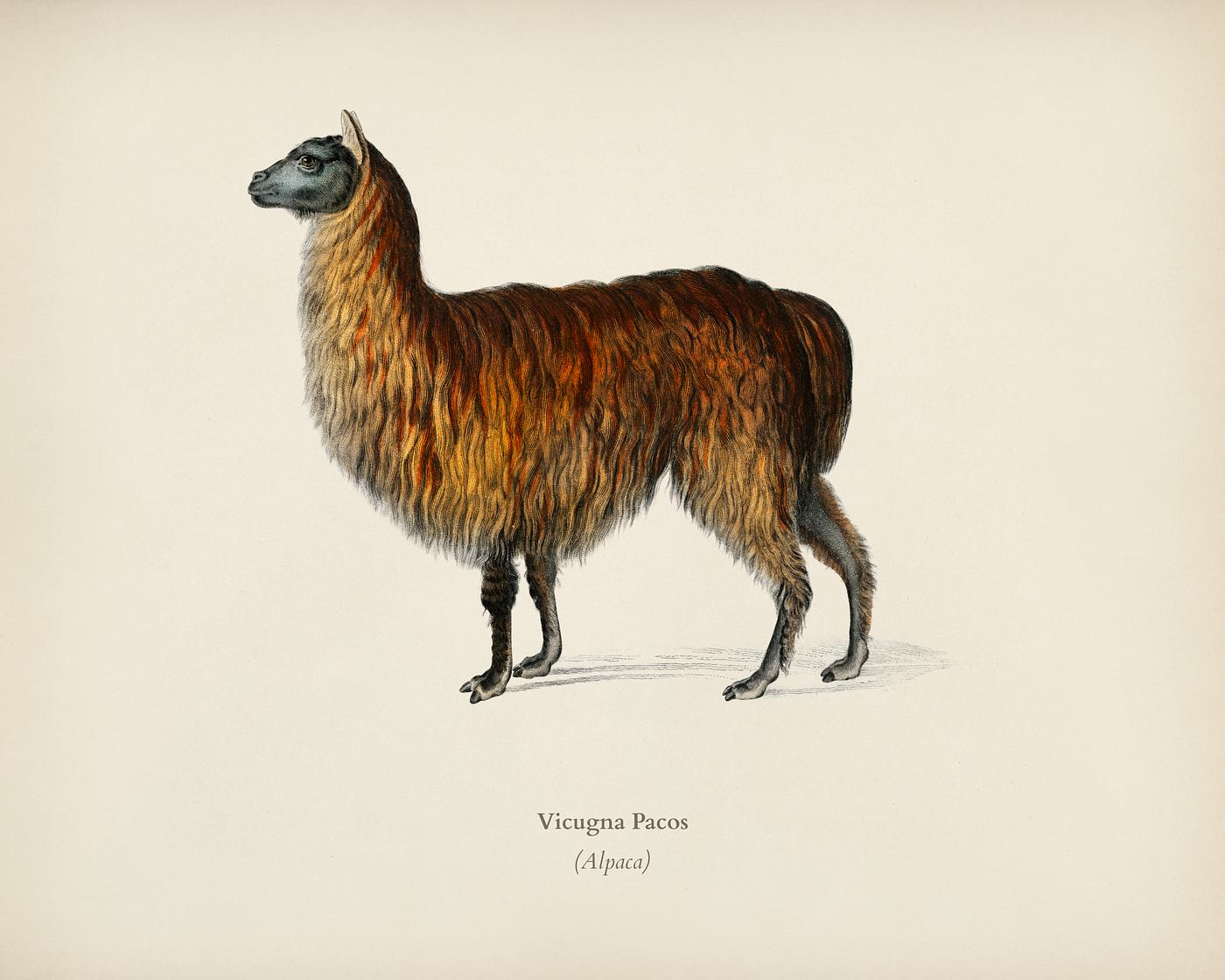 Alpaca (Vicugna Pacos) illustrated by Charles Dessalines D' Orbigny (1806-1876). Digitally enhanced from our own 1892... Alpaca (Vicugna Pacos) illustrated by Charles Dessalines D' Orbigny (1806-1876). Digitally enhanced from our own 1892...