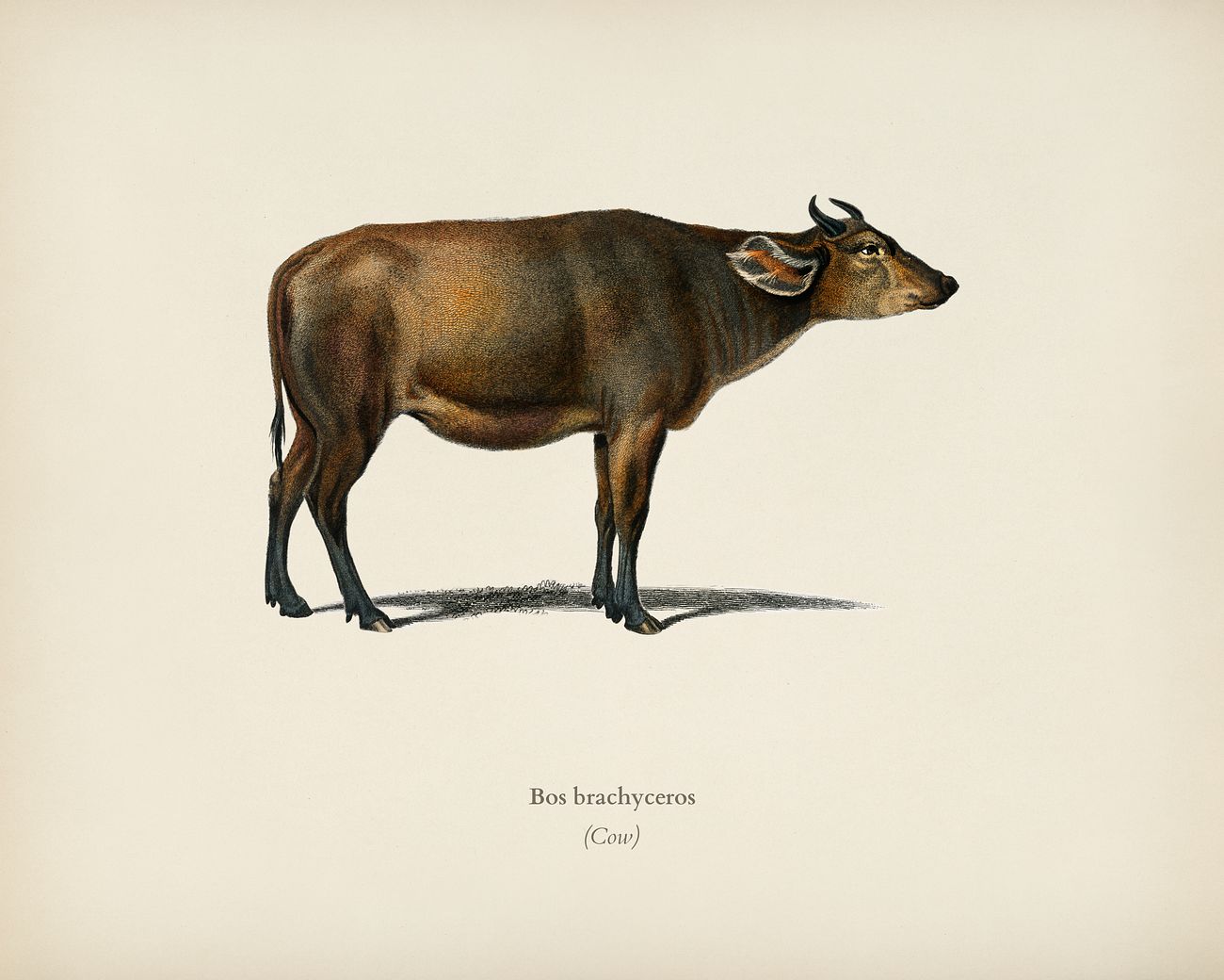 Cow (Bos brachyceros) illustrated by Charles Dessalines D' Orbigny (1806-1876). Digitally enhanced from our own 1892... Cow (Bos brachyceros) illustrated by Charles Dessalines D' Orbigny (1806-1876). Digitally enhanced from our own 1892...