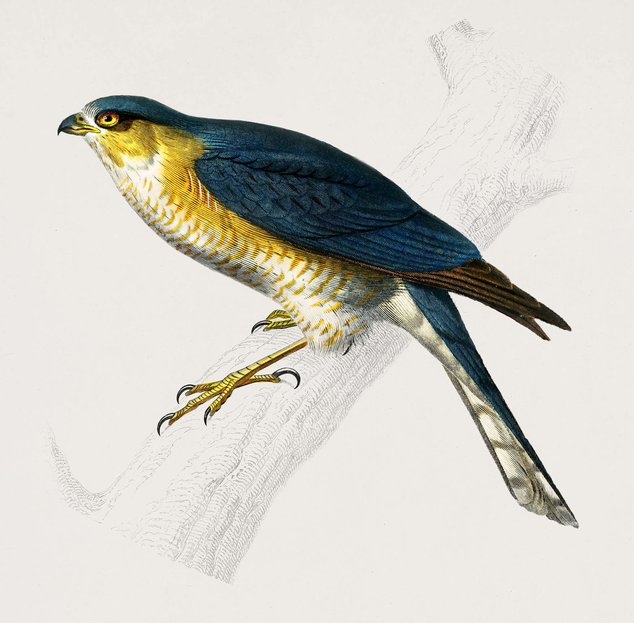 Eurasian sparrowhawk (Accipiter nisus) illustrated by Charles Dessalines D' Orbigny (1806-1876). Digitally enhanced from... Eurasian sparrowhawk (Accipiter nisus) illustrated by Charles Dessalines D' Orbigny (1806-1876). Digitally enhanced from...