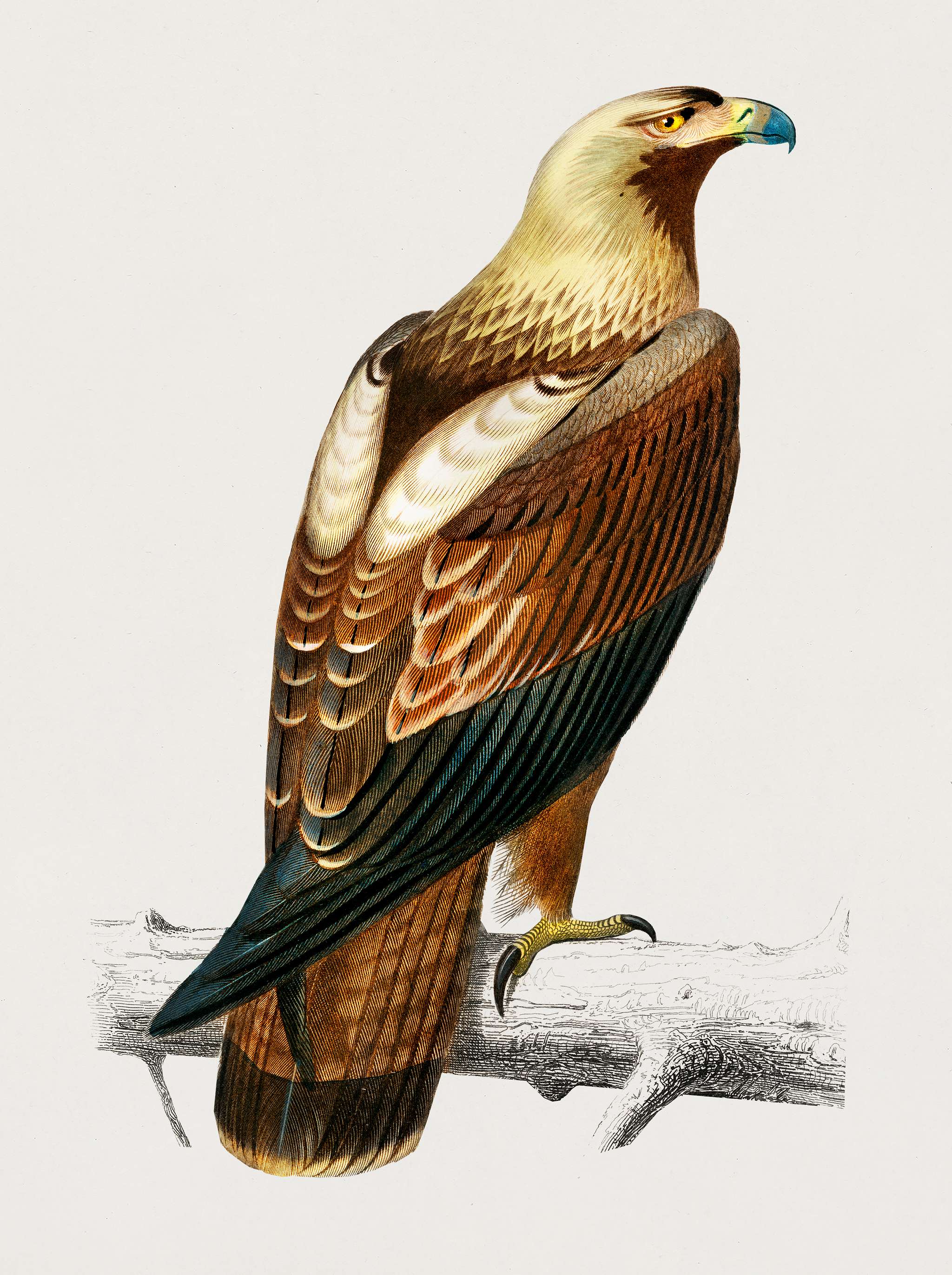Eastern imperial eagle (Aquila heliaca) illustrated by Charles Dessalines D' Orbigny (1806-1876). Digitally enhanced... Eastern imperial eagle (Aquila heliaca) illustrated by Charles Dessalines D' Orbigny (1806-1876). Digitally enhanced...