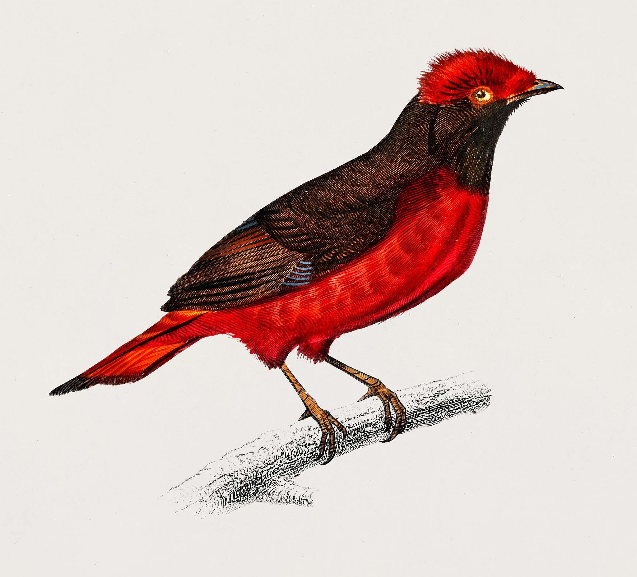 Guianan red cotinga (Phoenicircus carnifex) illustrated by Charles Dessalines D' Orbigny (1806-1876). Digitally enhanced... Guianan red cotinga (Phoenicircus carnifex) illustrated by Charles Dessalines D' Orbigny (1806-1876). Digitally enhanced...