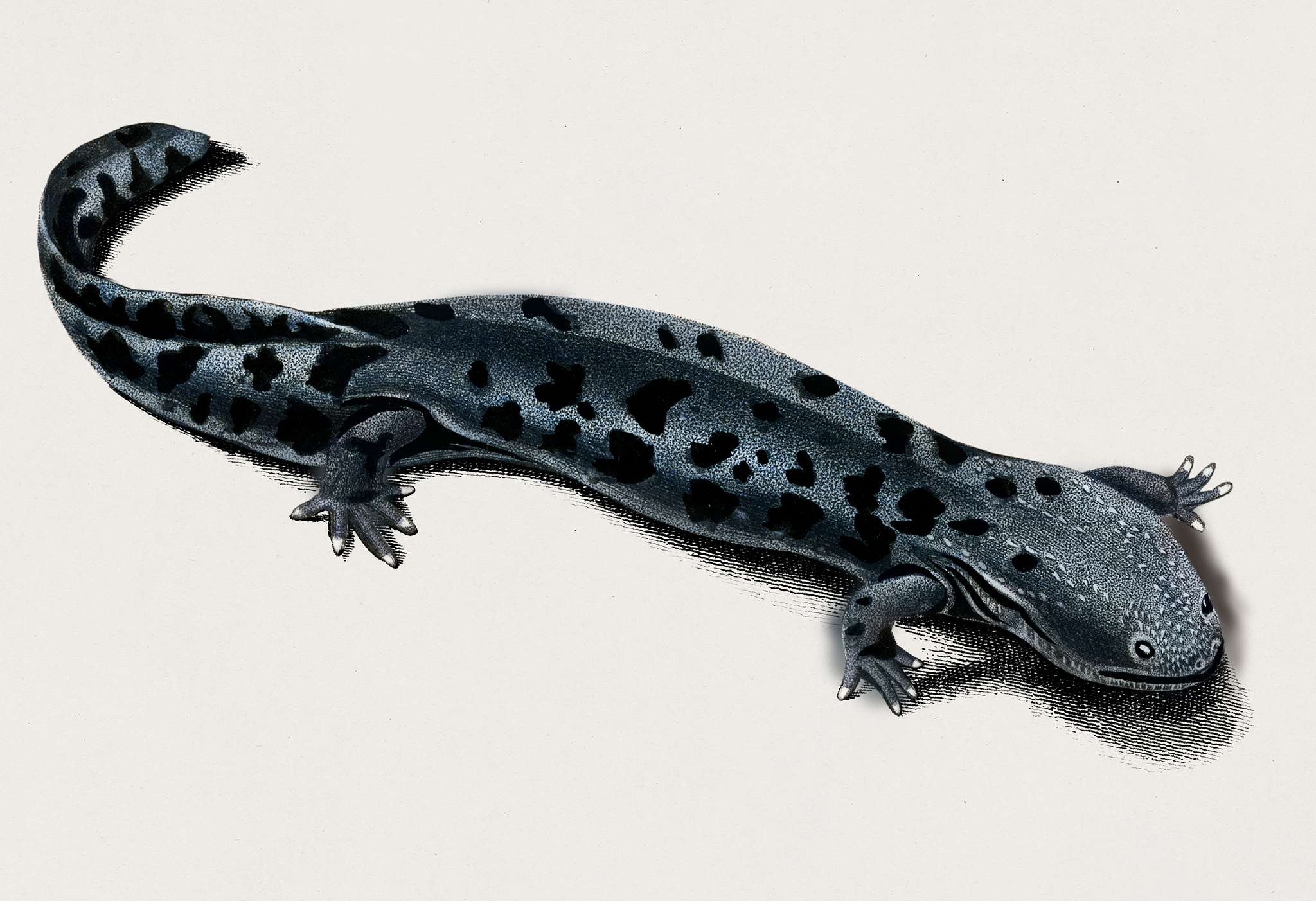 Hellbender Salamander (Cryptobranchus alleganiensis) illustrated by Charles Dessalines D' Orbigny (1806-1876). Digitally... Hellbender Salamander (Cryptobranchus alleganiensis) illustrated by Charles Dessalines D' Orbigny (1806-1876). Digitally...