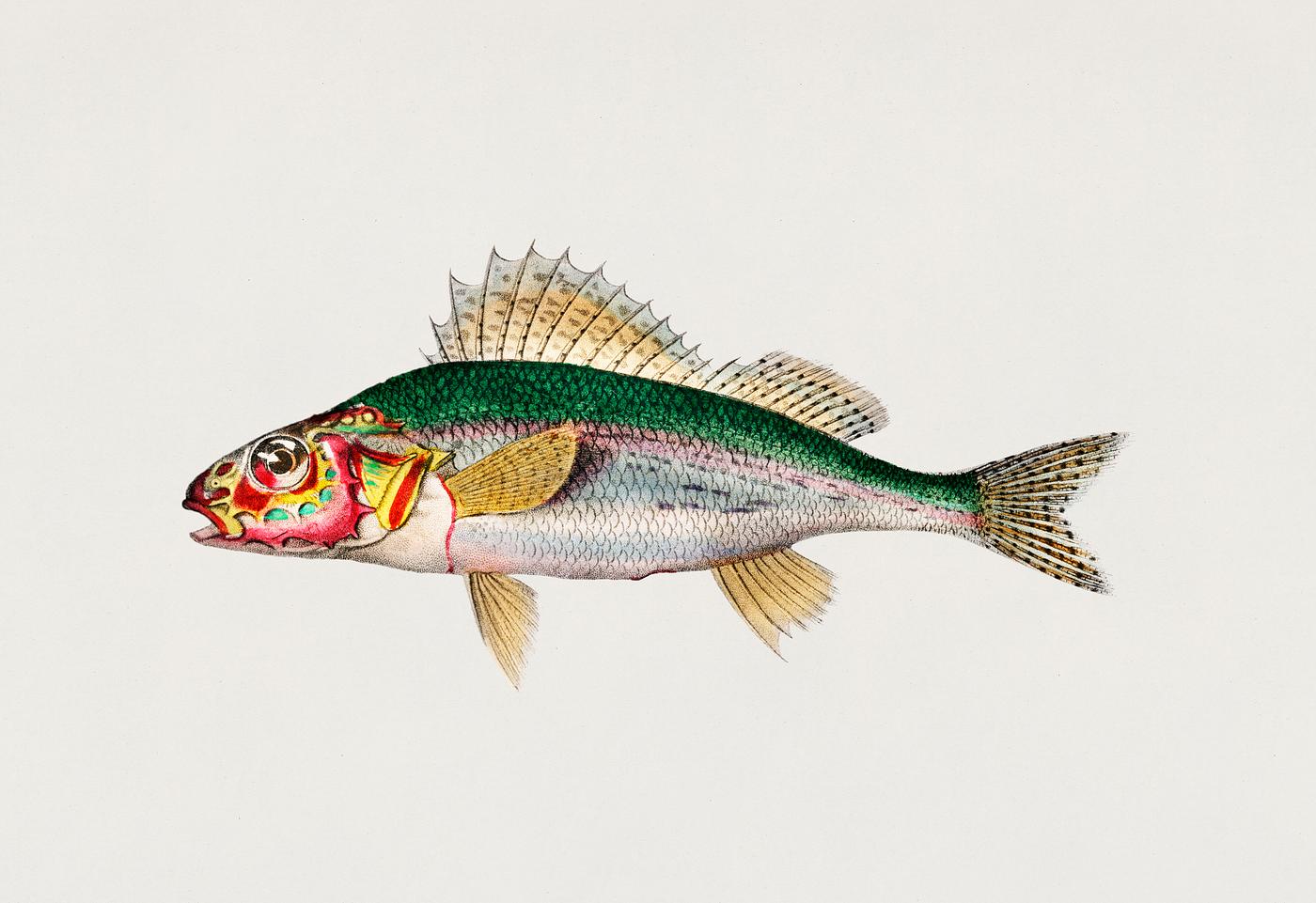 Gymnocephalus illustrated by Charles Dessalines D' Orbigny (1806-1876). Digitally enhanced from our own 1892 edition of... Gymnocephalus illustrated by Charles Dessalines D' Orbigny (1806-1876). Digitally enhanced from our own 1892 edition of...