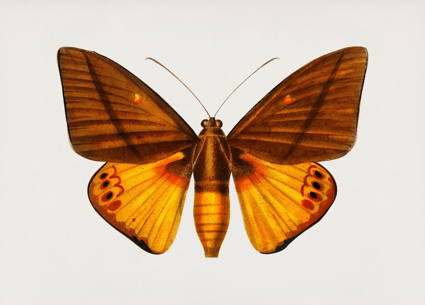 Yagra Fonscolombe (Castnia Japyx) illustrated by Charles Dessalines D' Orbigny (1806-1876). Digitally enhanced from our... Yagra Fonscolombe (Castnia Japyx) illustrated by Charles Dessalines D' Orbigny (1806-1876). Digitally enhanced from our...