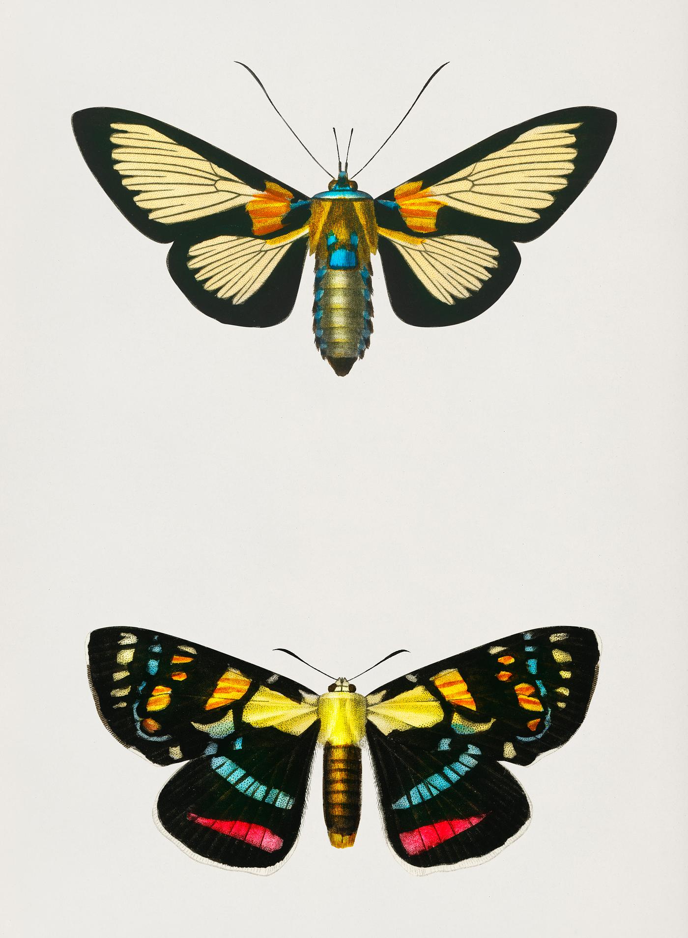 Collection of moths illustrated by Charles Dessalines D' Orbigny (1806-1876). Digitally enhanced from our own 1892... Collection of moths illustrated by Charles Dessalines D' Orbigny (1806-1876). Digitally enhanced from our own 1892...