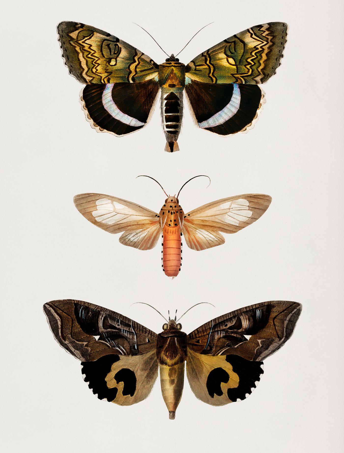 Different types of moths illustrated by Charles Dessalines D' Orbigny (1806-1876). Digitally enhanced from our own 1892... Different types of moths illustrated by Charles Dessalines D' Orbigny (1806-1876). Digitally enhanced from our own 1892...
