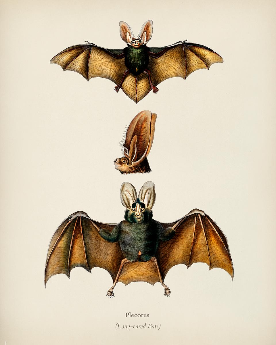 Plecotus illustrated by Charles Dessalines D'… | Royalty free stock Illustration | High Resolution graphic Plecotus illustrated by Charles Dessalines D' Orbigny (1806-1876). Digitally enhanced from our own 1892 edition of…