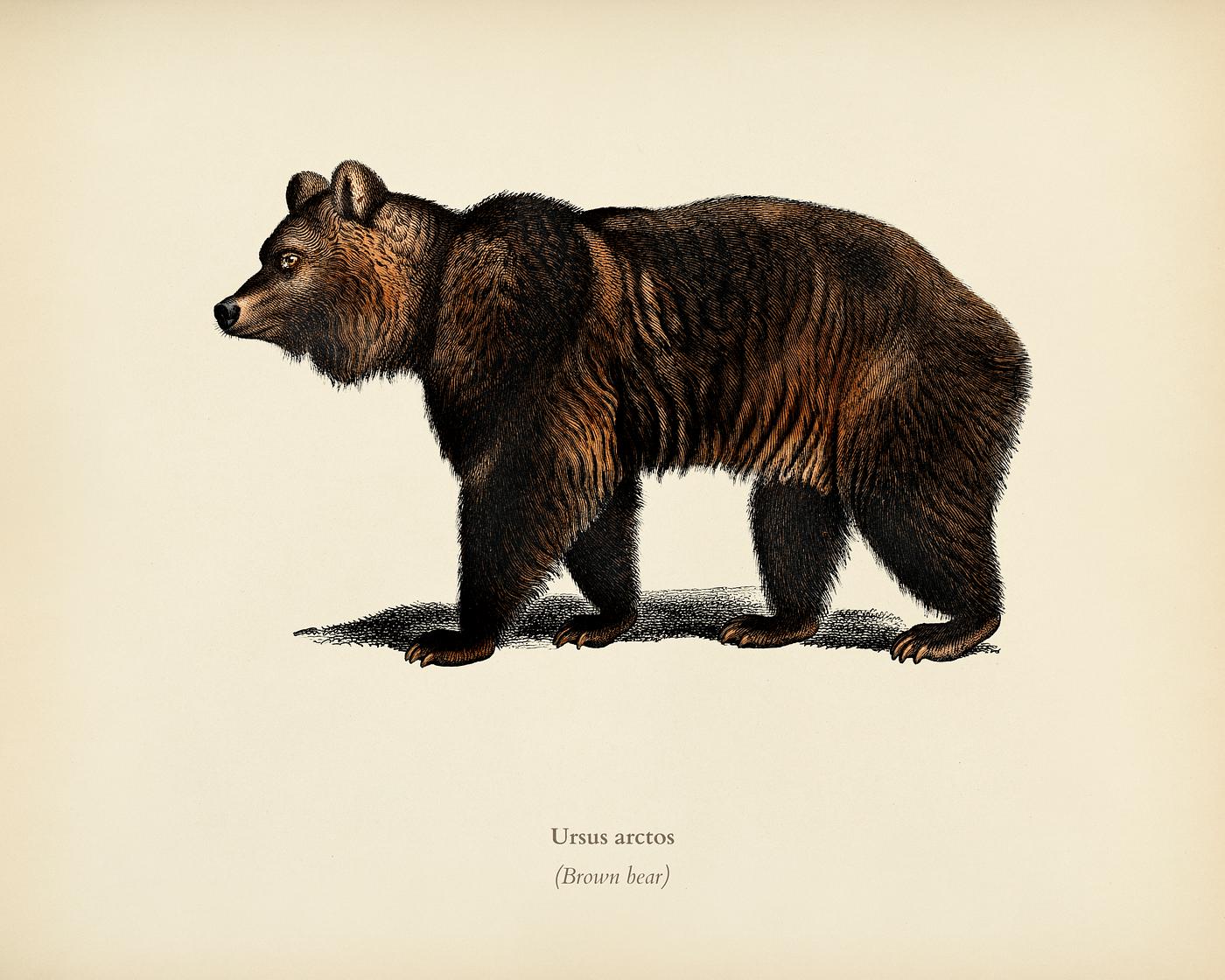 Brown Bear (Ursus Arctos) illustrated by Charles Dessalines D' Orbigny (1806-1876). Digitally enhanced from our own 1892... Brown Bear (Ursus Arctos) illustrated by Charles Dessalines D' Orbigny (1806-1876). Digitally enhanced from our own 1892...
