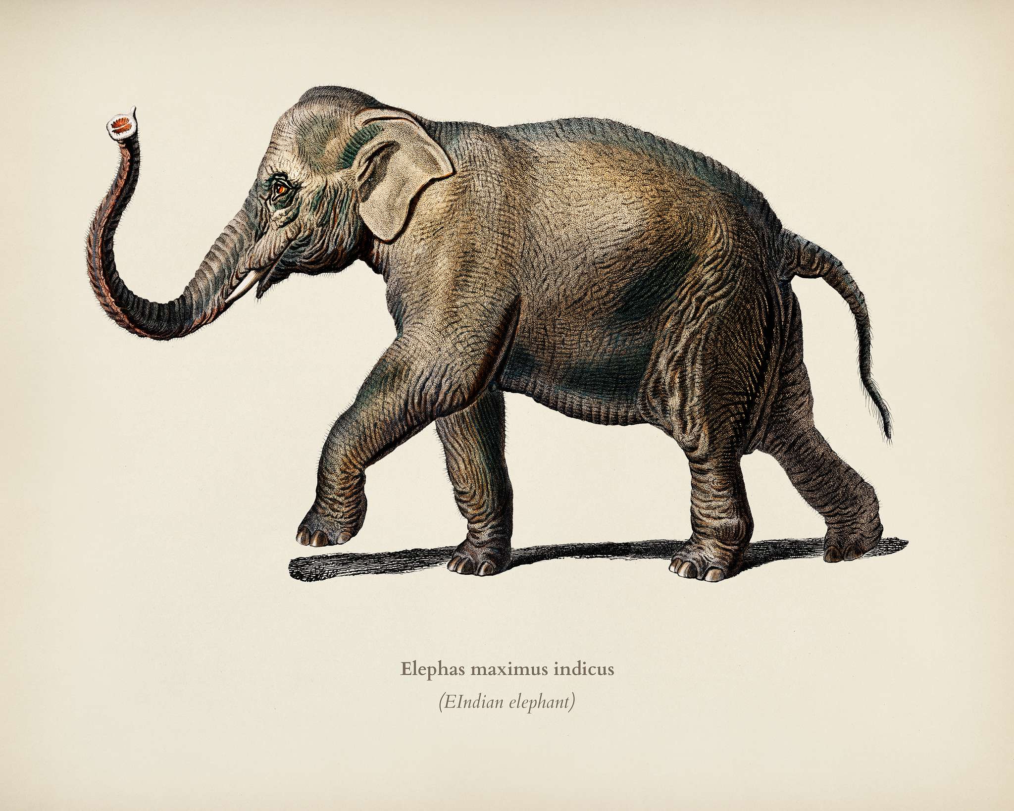 Asiatic elephant (Elephas maximus) indicus illustrated by Charles Dessalines D' Orbigny (1806-1876). Digitally enhanced... Asiatic elephant (Elephas maximus) indicus illustrated by Charles Dessalines D' Orbigny (1806-1876). Digitally enhanced...