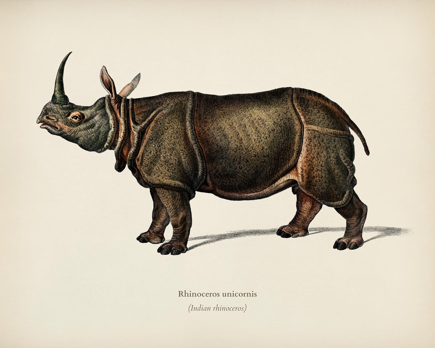 Indian rhinoceros (Rhinoceros unicornis) illustrated by Charles Dessalines D' Orbigny (1806-1876). Digitally enhanced... Indian rhinoceros (Rhinoceros unicornis) illustrated by Charles Dessalines D' Orbigny (1806-1876). Digitally enhanced...