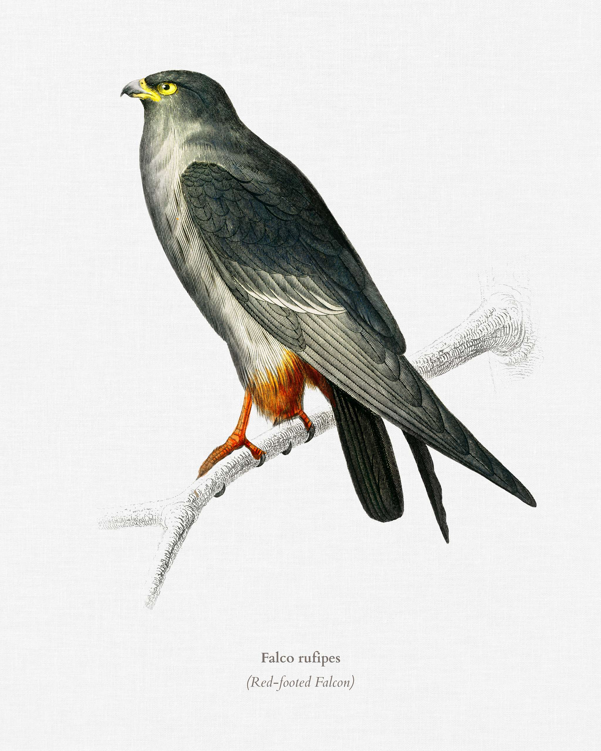 Red-footed Falcon (Falco rufipes) illustrated by Charles Dessalines D' Orbigny (1806-1876). Digitally enhanced from our... Red-footed Falcon (Falco rufipes) illustrated by Charles Dessalines D' Orbigny (1806-1876). Digitally enhanced from our...