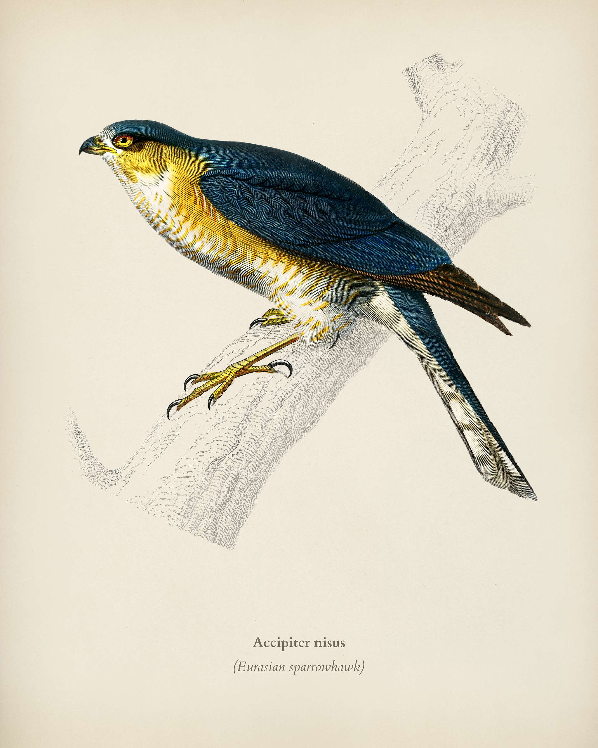 Eurasian sparrowhawk (Accipiter nisus) illustrated by Charles Dessalines D' Orbigny (1806-1876). Digitally enhanced from... Eurasian sparrowhawk (Accipiter nisus) illustrated by Charles Dessalines D' Orbigny (1806-1876). Digitally enhanced from...