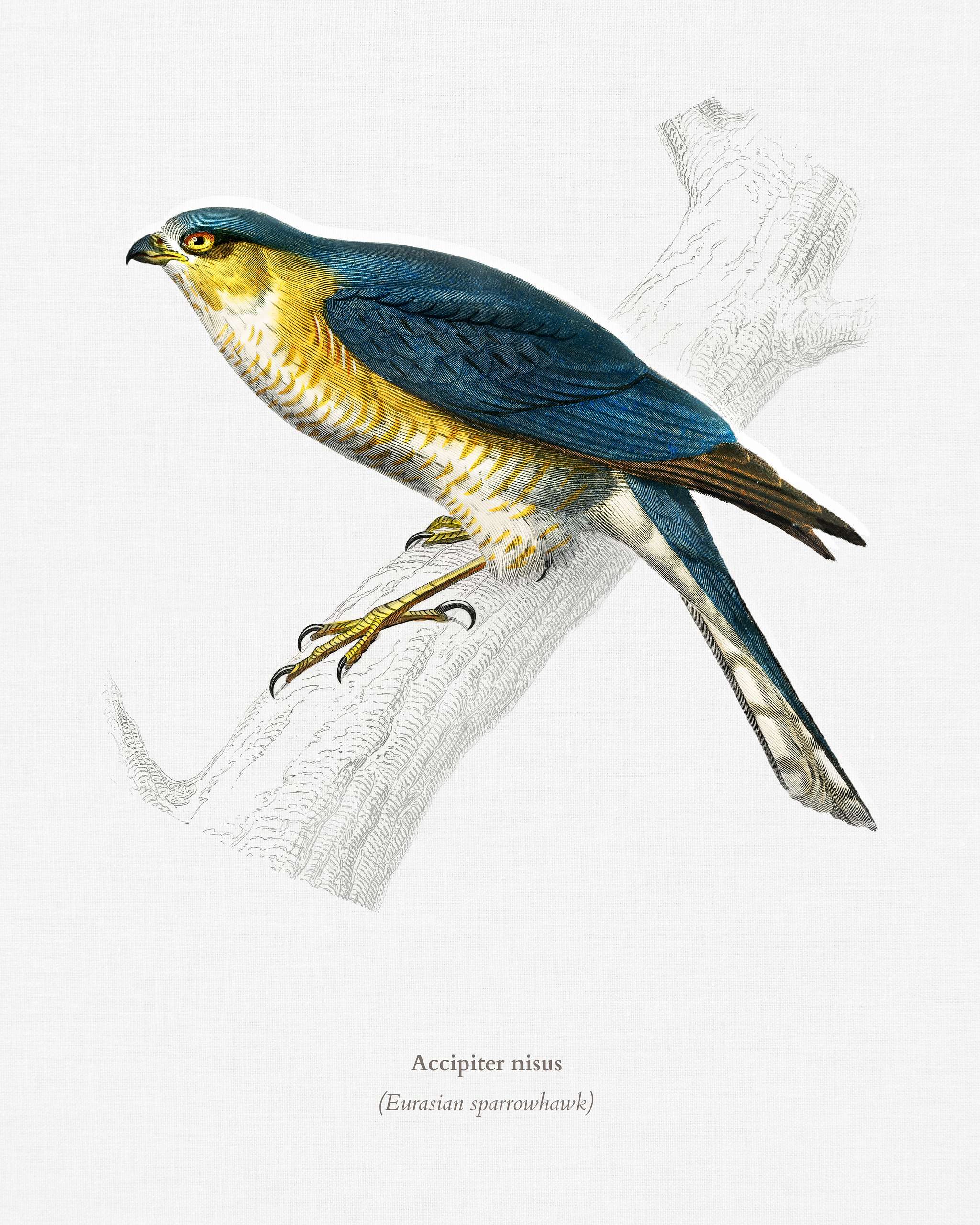 Eurasian sparrowhawk (Accipiter nisus) illustrated by Charles Dessalines D' Orbigny (1806-1876). Digitally enhanced from... Eurasian sparrowhawk (Accipiter nisus) illustrated by Charles Dessalines D' Orbigny (1806-1876). Digitally enhanced from...