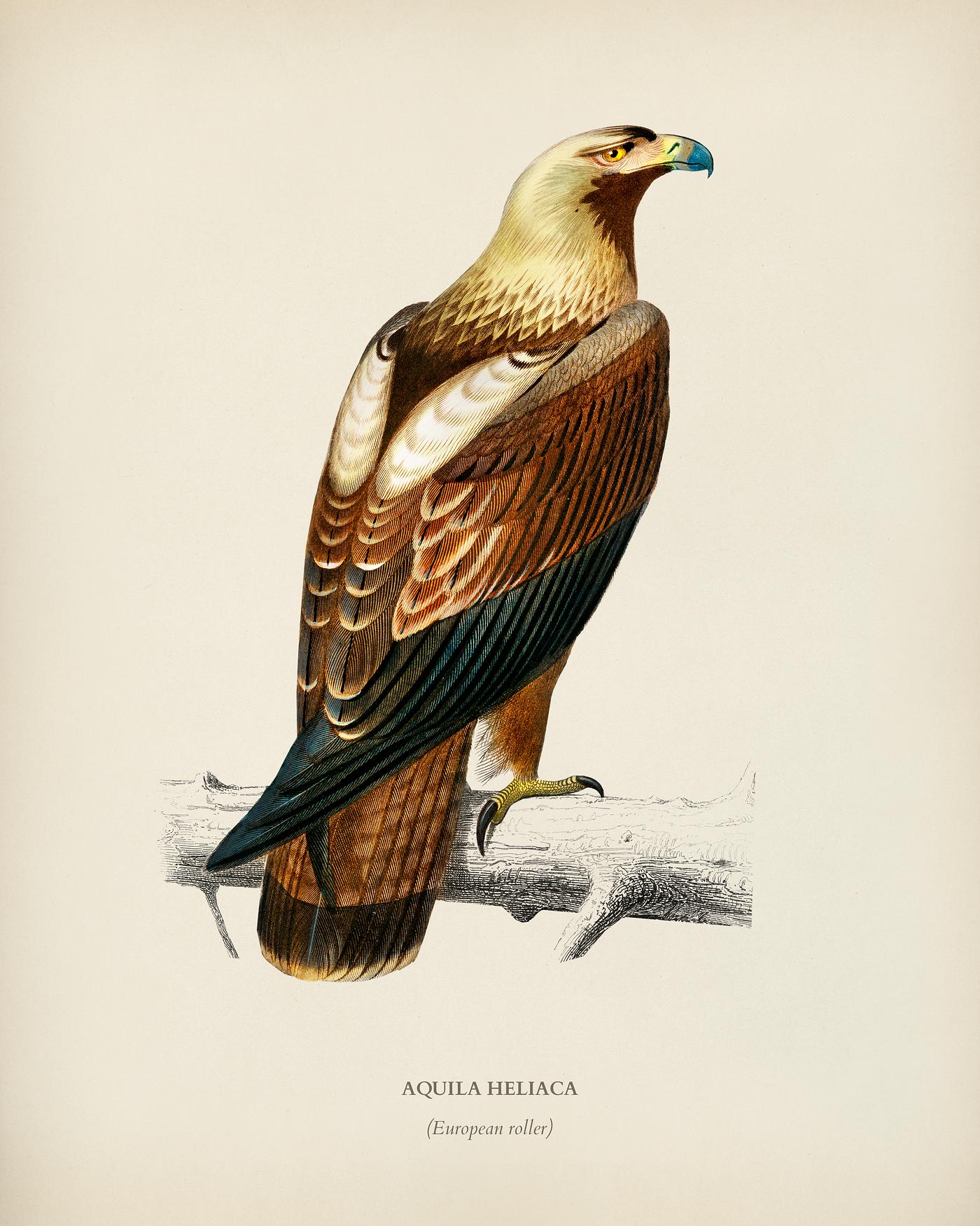 Eastern imperial eagle (Aquila heliaca) illustrated by Charles Dessalines D' Orbigny (1806-1876). Digitally enhanced... Eastern imperial eagle (Aquila heliaca) illustrated by Charles Dessalines D' Orbigny (1806-1876). Digitally enhanced...