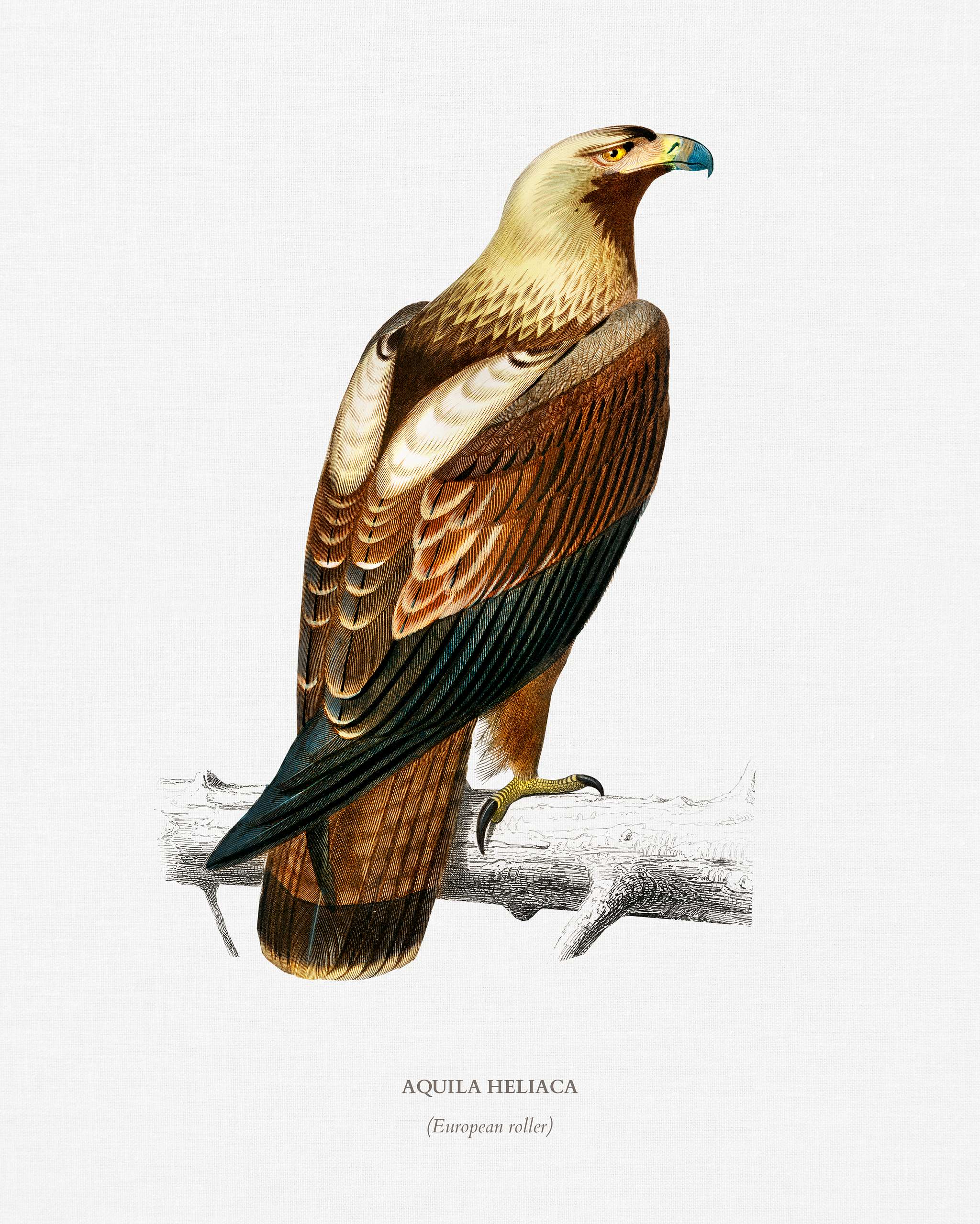 Eastern imperial eagle (Aquila heliaca) illustrated by Charles Dessalines D' Orbigny (1806-1876). Digitally enhanced... Eastern imperial eagle (Aquila heliaca) illustrated by Charles Dessalines D' Orbigny (1806-1876). Digitally enhanced...