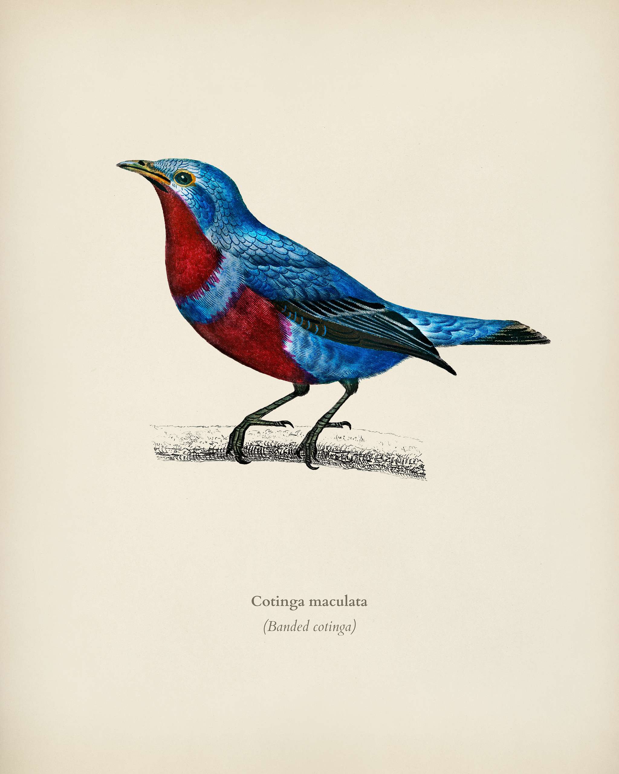 Banded cotinga (Cotinga maculata) illustrated by Charles Dessalines D' Orbigny (1806-1876). Digitally enhanced from our... Banded cotinga (Cotinga maculata) illustrated by Charles Dessalines D' Orbigny (1806-1876). Digitally enhanced from our...