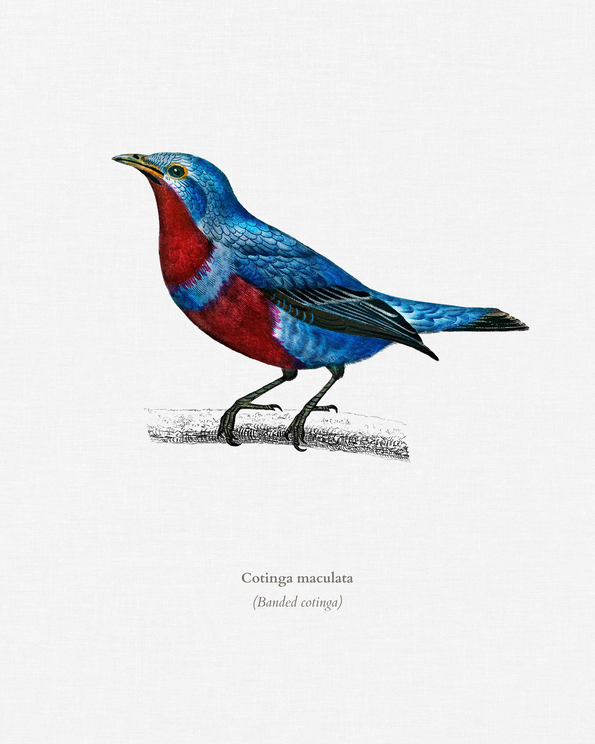 Banded cotinga (Cotinga maculata) illustrated by Charles Dessalines D' Orbigny (1806-1876). Digitally enhanced from our... Banded cotinga (Cotinga maculata) illustrated by Charles Dessalines D' Orbigny (1806-1876). Digitally enhanced from our...