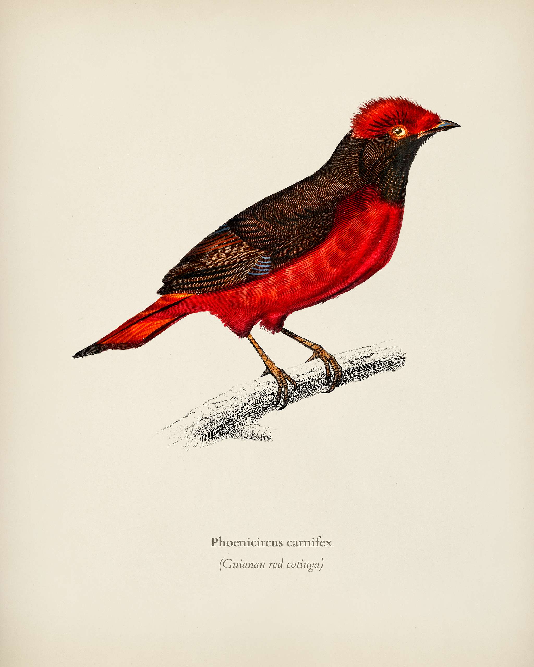 Guianan red cotinga (Phoenicircus carnifex) illustrated by Charles Dessalines D' Orbigny (1806-1876). Digitally enhanced... Guianan red cotinga (Phoenicircus carnifex) illustrated by Charles Dessalines D' Orbigny (1806-1876). Digitally enhanced...
