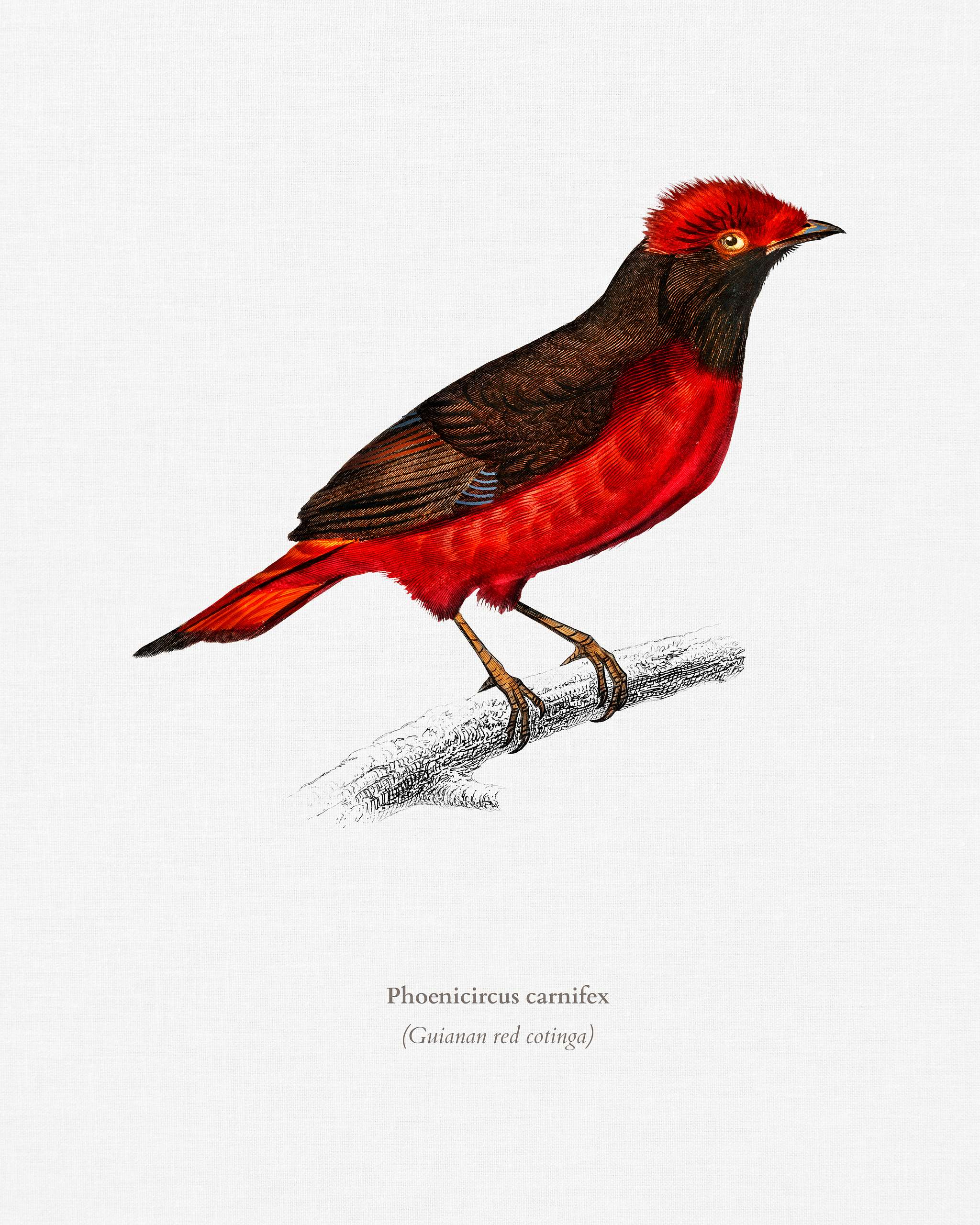 Guianan red cotinga (Phoenicircus carnifex) illustrated by Charles Dessalines D' Orbigny (1806-1876). Digitally enhanced... Guianan red cotinga (Phoenicircus carnifex) illustrated by Charles Dessalines D' Orbigny (1806-1876). Digitally enhanced...