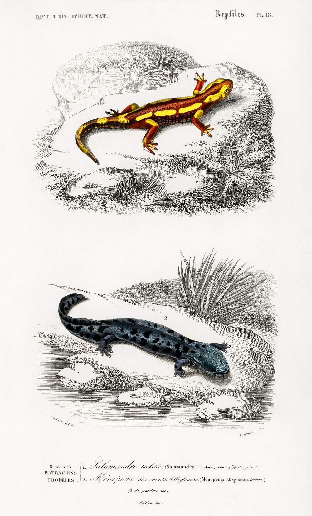 Salamander Images Free Vectors PNGs Mockups Backgrounds Rawpixel salamander-images-free-vectors-pngs-mockups-backgrounds-rawpixel