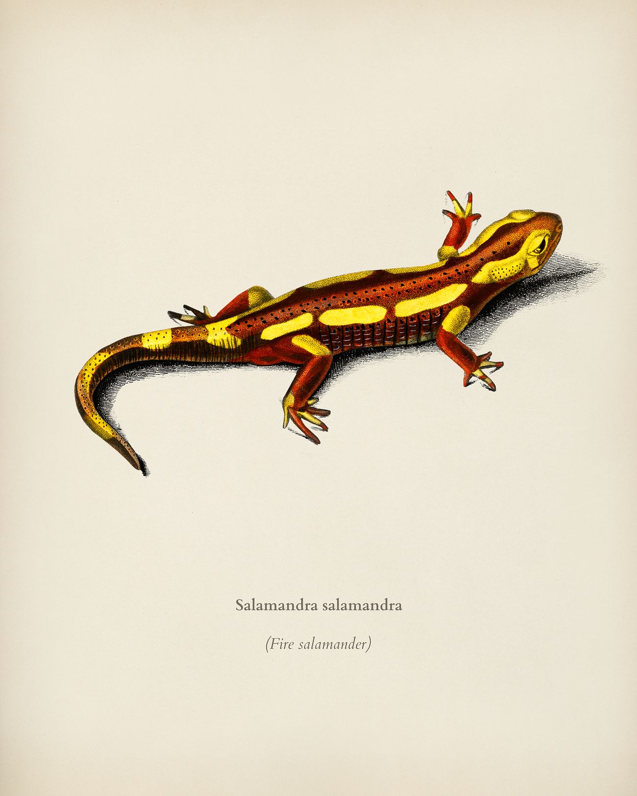 Salamander Images Free Vectors PNGs Mockups Backgrounds Rawpixel salamander-images-free-vectors-pngs-mockups-backgrounds-rawpixel