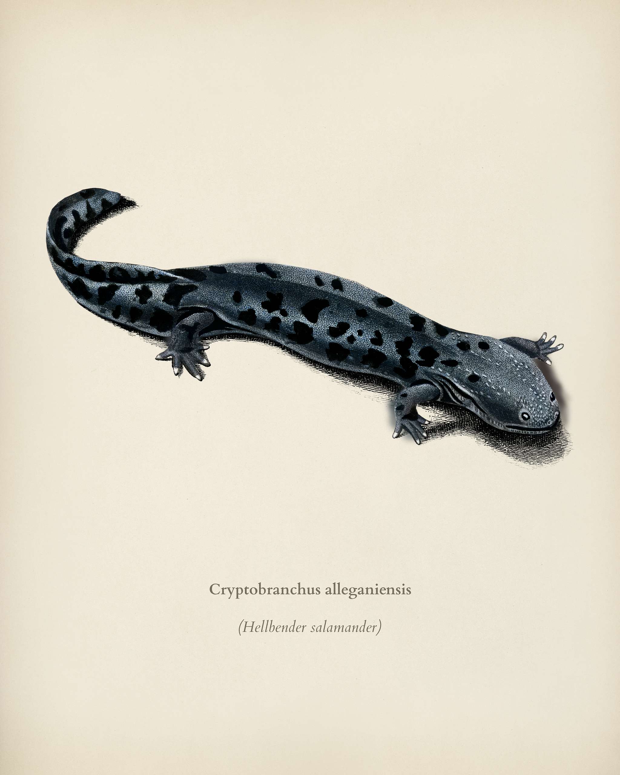 Hellbender Salamander (Cryptobranchus alleganiensis) illustrated by Charles Dessalines D' Orbigny (1806-1876). Digitally... Hellbender Salamander (Cryptobranchus alleganiensis) illustrated by Charles Dessalines D' Orbigny (1806-1876). Digitally...