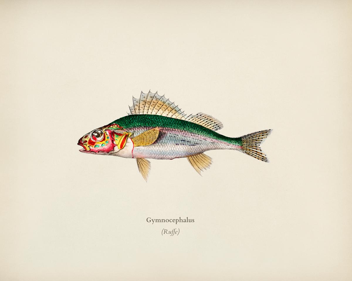 Gymnocephalus illustrated by Charles… | Royalty free stock Illustration | High Resolution graphic Gymnocephalus illustrated by Charles Dessalines D' Orbigny (1806-1876). Digitally enhanced from our own 1892 edition of…