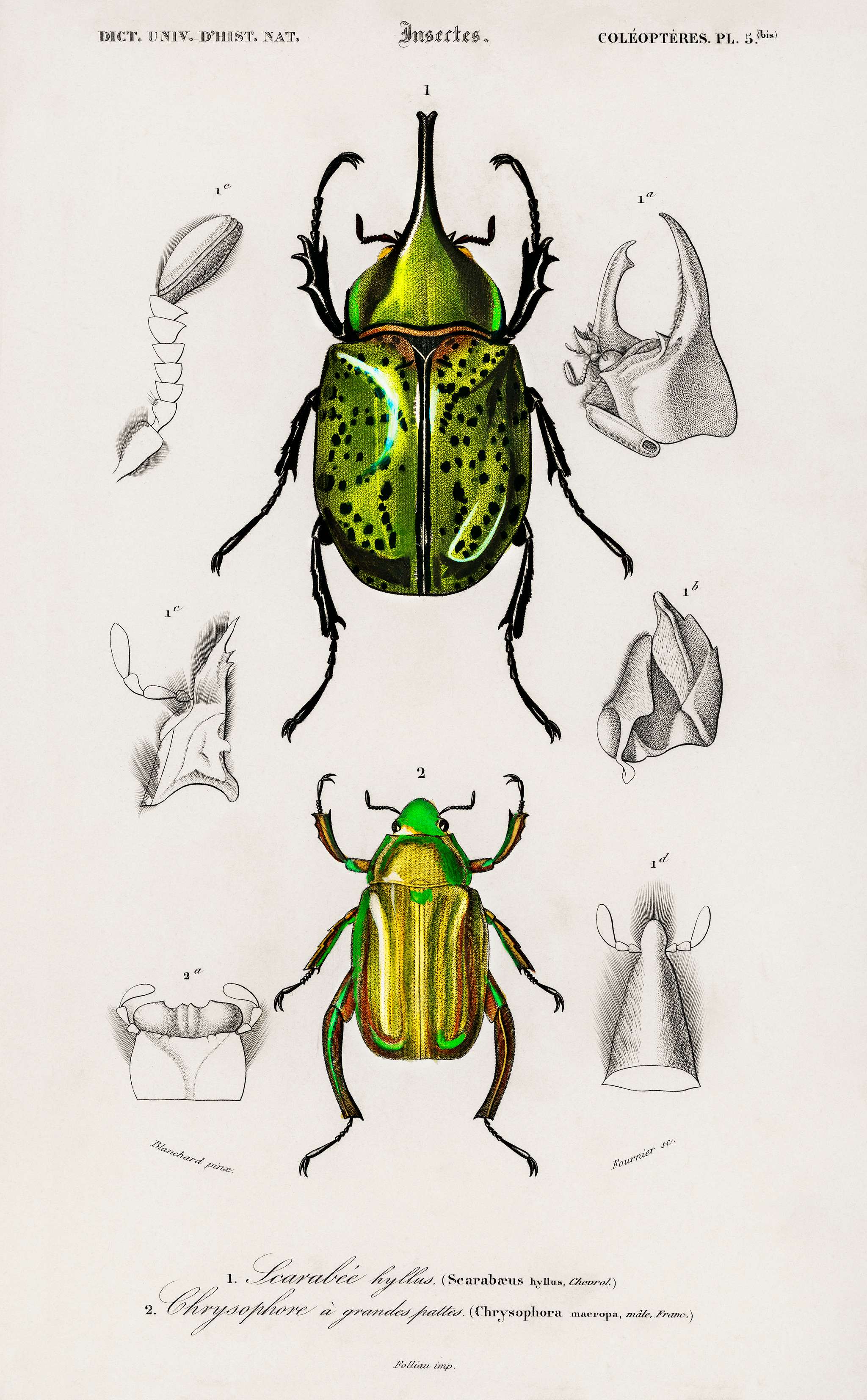 Chrysina Macropus (Chrysophora Macropa) and Eastern Hecules Beetle (Scarabaeus Hyllus) illustrated by Charles Dessalines D... Chrysina Macropus (Chrysophora Macropa) and Eastern Hecules Beetle (Scarabaeus Hyllus) illustrated by Charles Dessalines D...