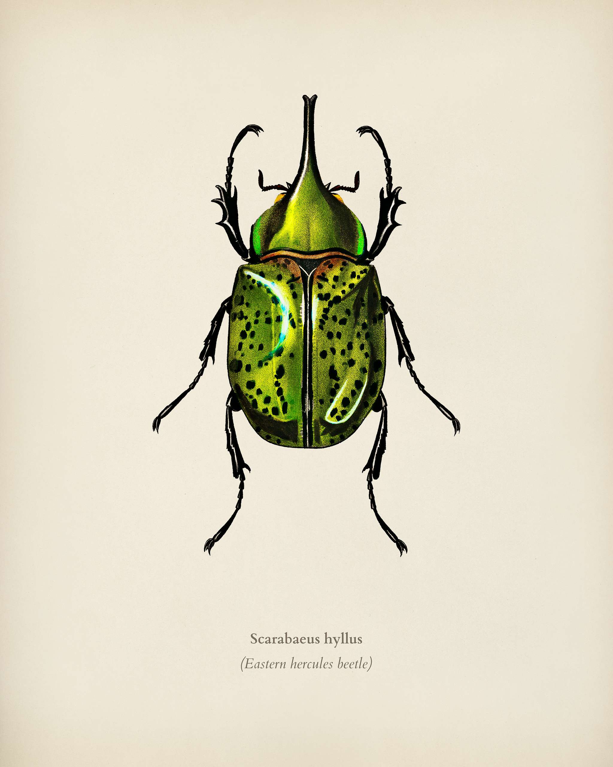 Eastern Hecules Beetle (Scarabaeus Hyllus) illustrated by Charles Dessalines D' Orbigny (1806-1876). Digitally enhanced... Eastern Hecules Beetle (Scarabaeus Hyllus) illustrated by Charles Dessalines D' Orbigny (1806-1876). Digitally enhanced...