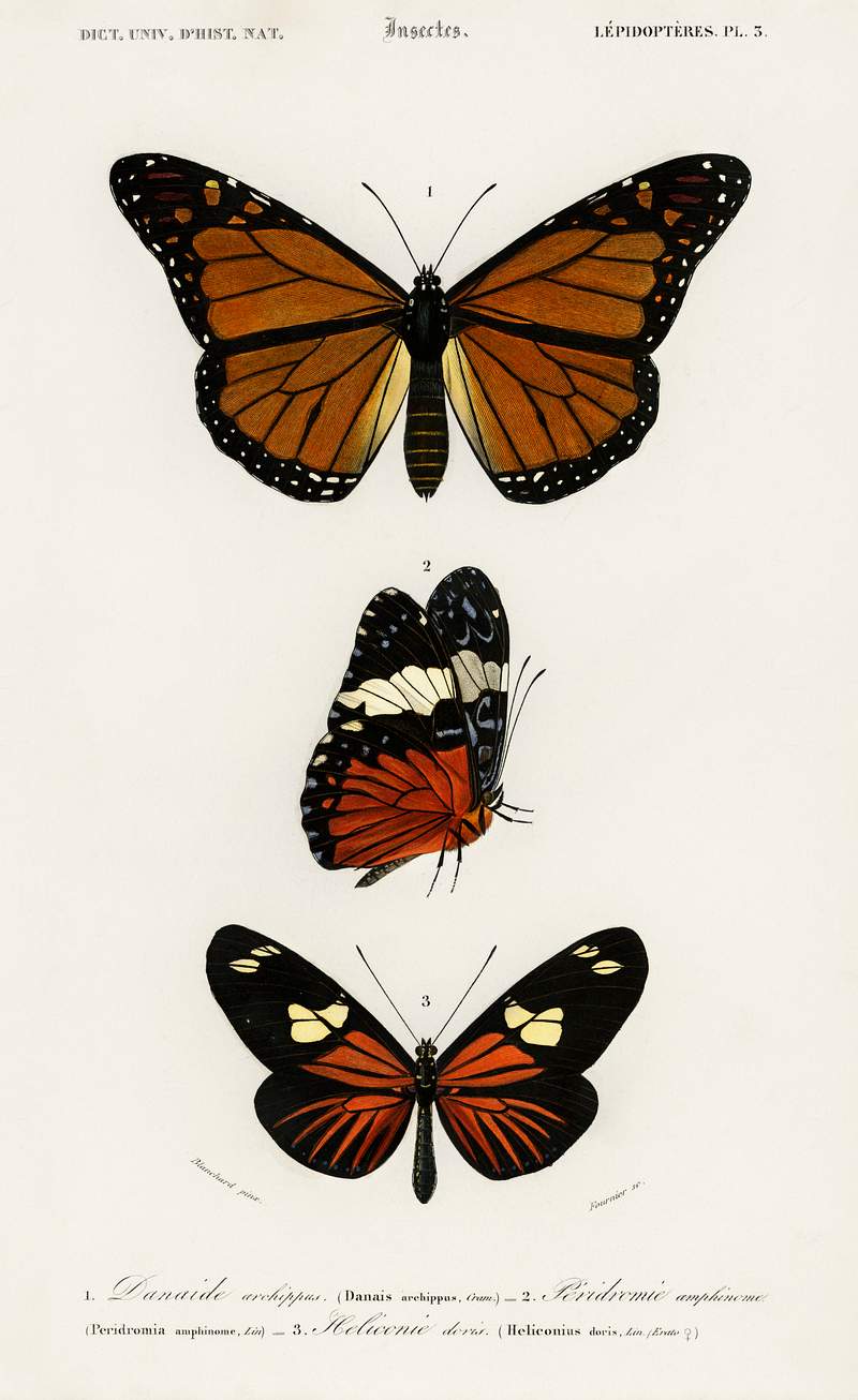 Different types of butterfly illustrated by Charles Dessalines D' Orbigny (1806-1876). Digitally enhanced from our own 1892…