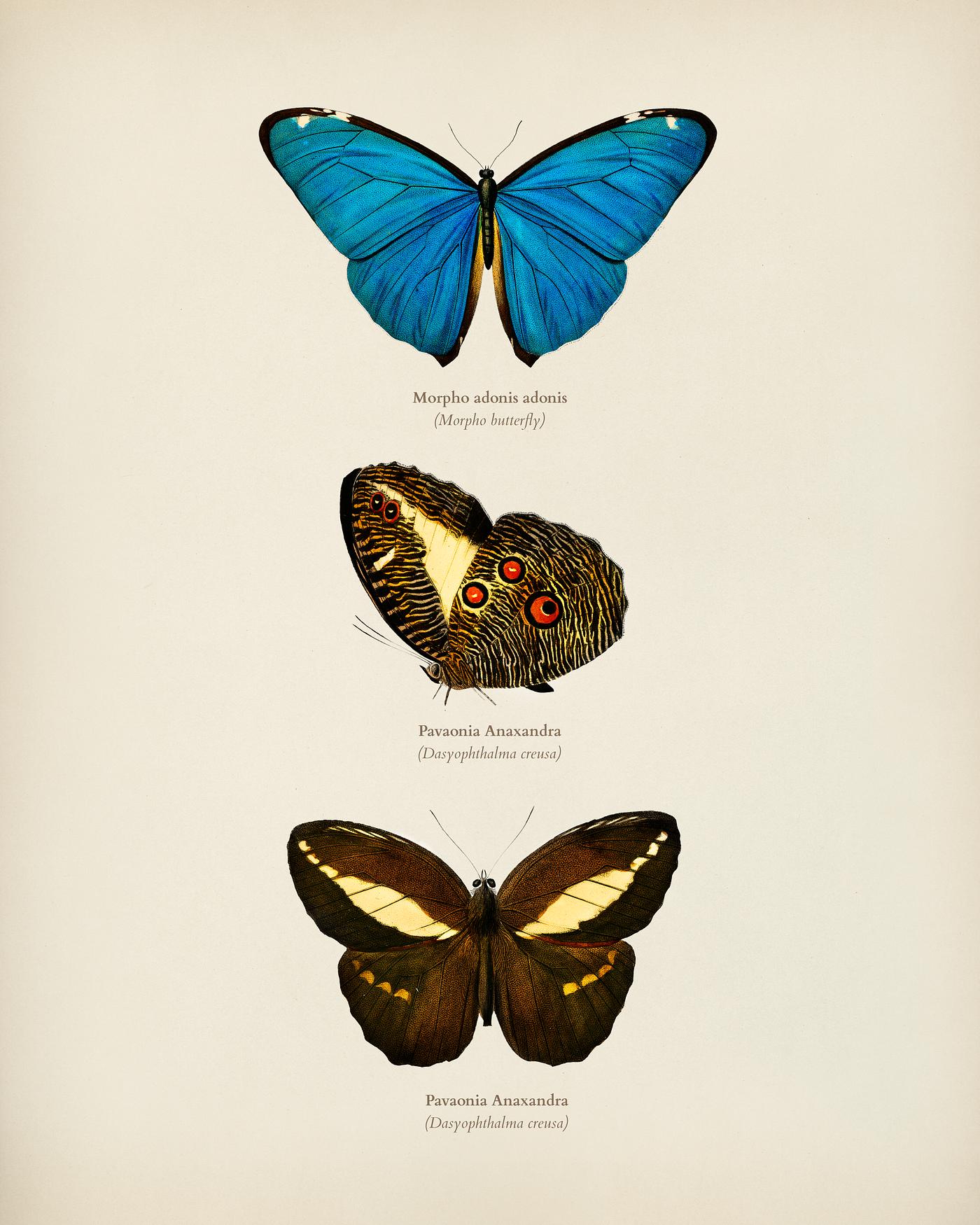Different types of butterfly illustrated by Charles Dessalines D' Orbigny (1806-1876). Digitally enhanced from our own... Different types of butterfly illustrated by Charles Dessalines D' Orbigny (1806-1876). Digitally enhanced from our own...