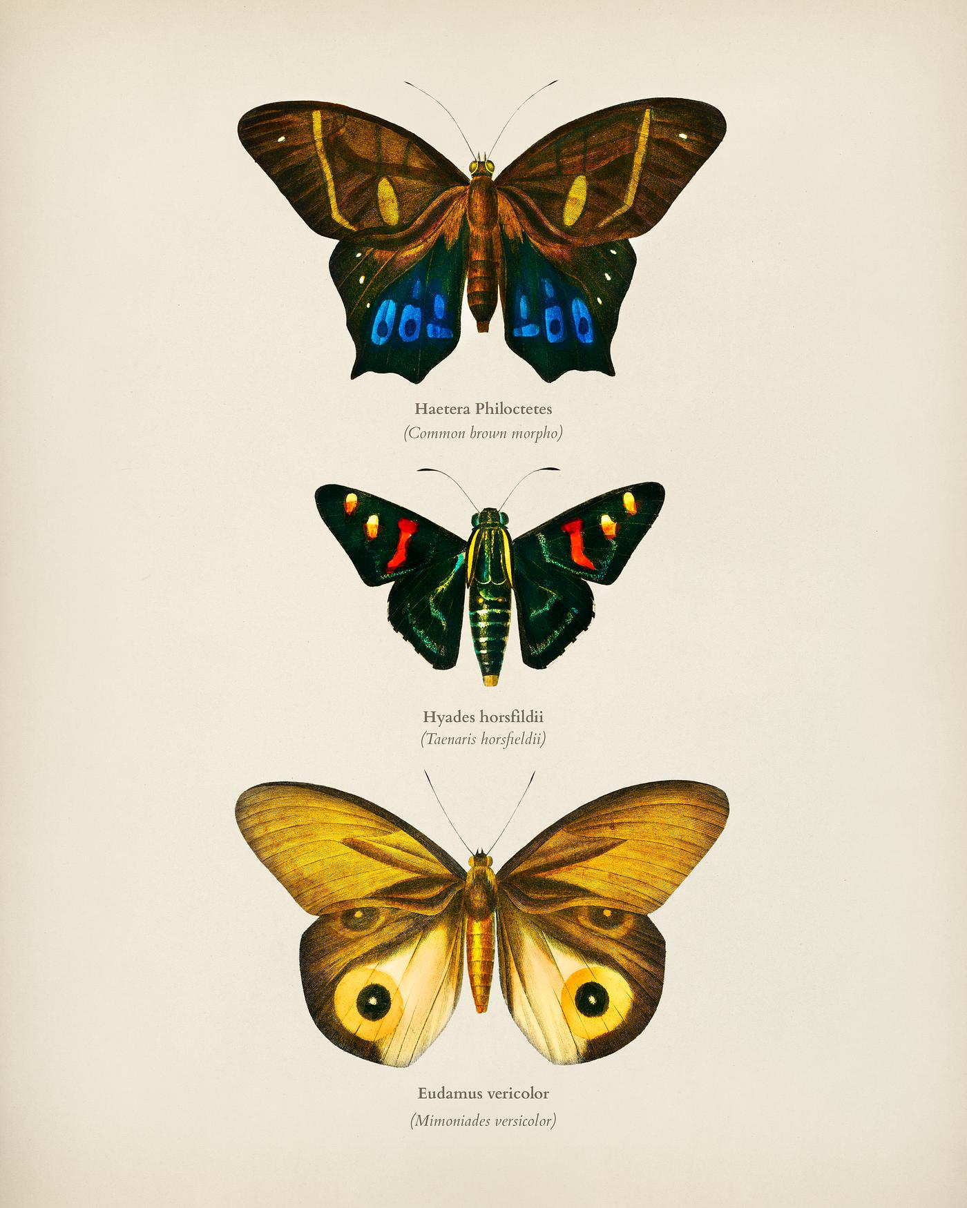 Different types of butterfly illustrated by Charles Dessalines D' Orbigny (1806-1876). Digitally enhanced from our own... Different types of butterfly illustrated by Charles Dessalines D' Orbigny (1806-1876). Digitally enhanced from our own...