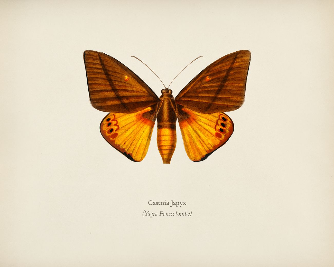 YagraFonscolombe (Castnia Japyx) illustrated by Charles Dessalines D' Orbigny (1806-1876). Digitally enhanced from our... YagraFonscolombe (Castnia Japyx) illustrated by Charles Dessalines D' Orbigny (1806-1876). Digitally enhanced from our...