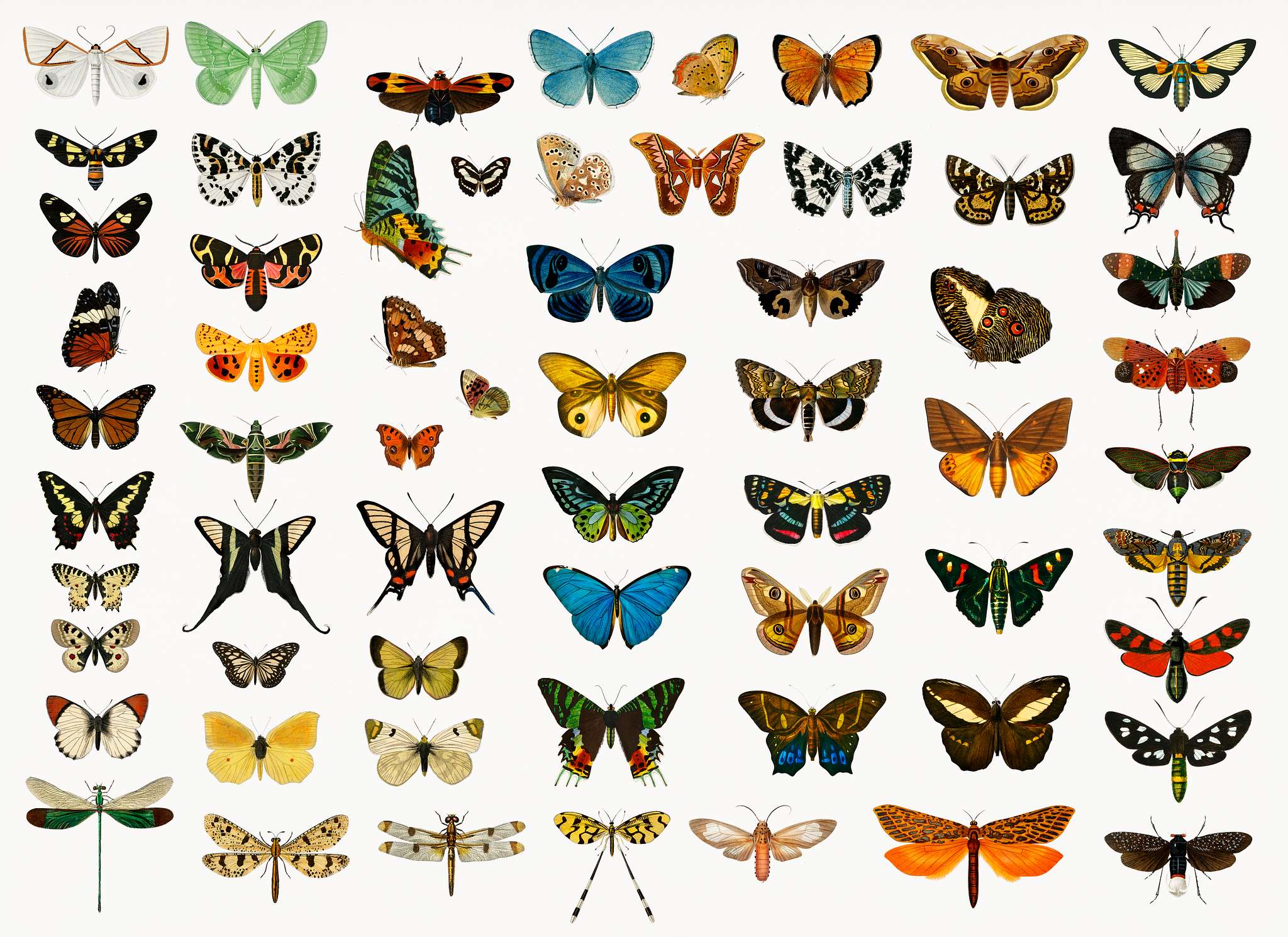 different-types-of-butterflies-and-moths-illustrated-by-charles