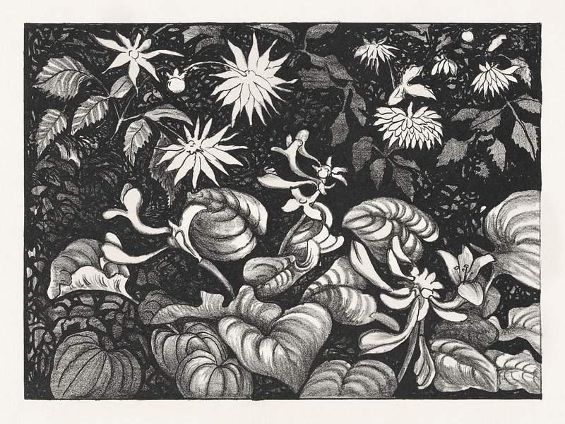 Wilde planten en bloemen (1878–1917) print in high resolution by Theo van Hoytema. Original from The Rijksmuseum.…