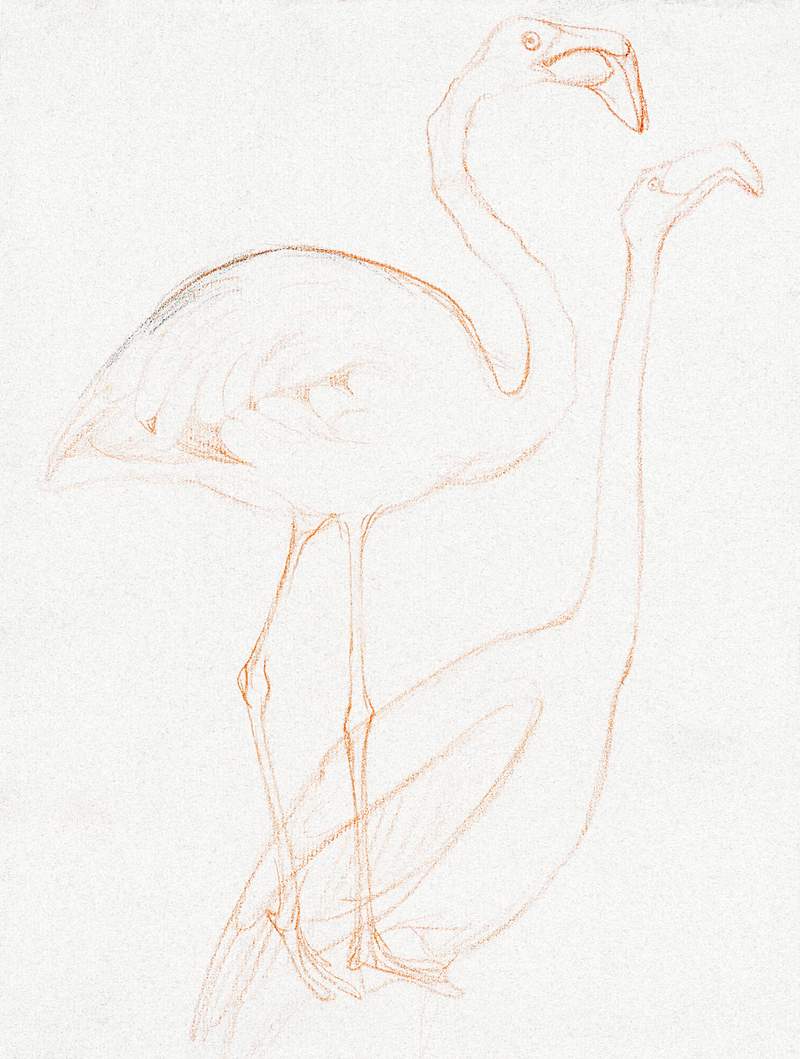 Twee studies van een flamingo (1873–1917) print in high resolution by Theo van Hoytema. Original from The Rijksmuseum. Digitally enhanced by rawpixel. Twee studies van een flamingo (1873–1917) print in high resolution by Theo van Hoytema. Original from The Rijksmuseum.…