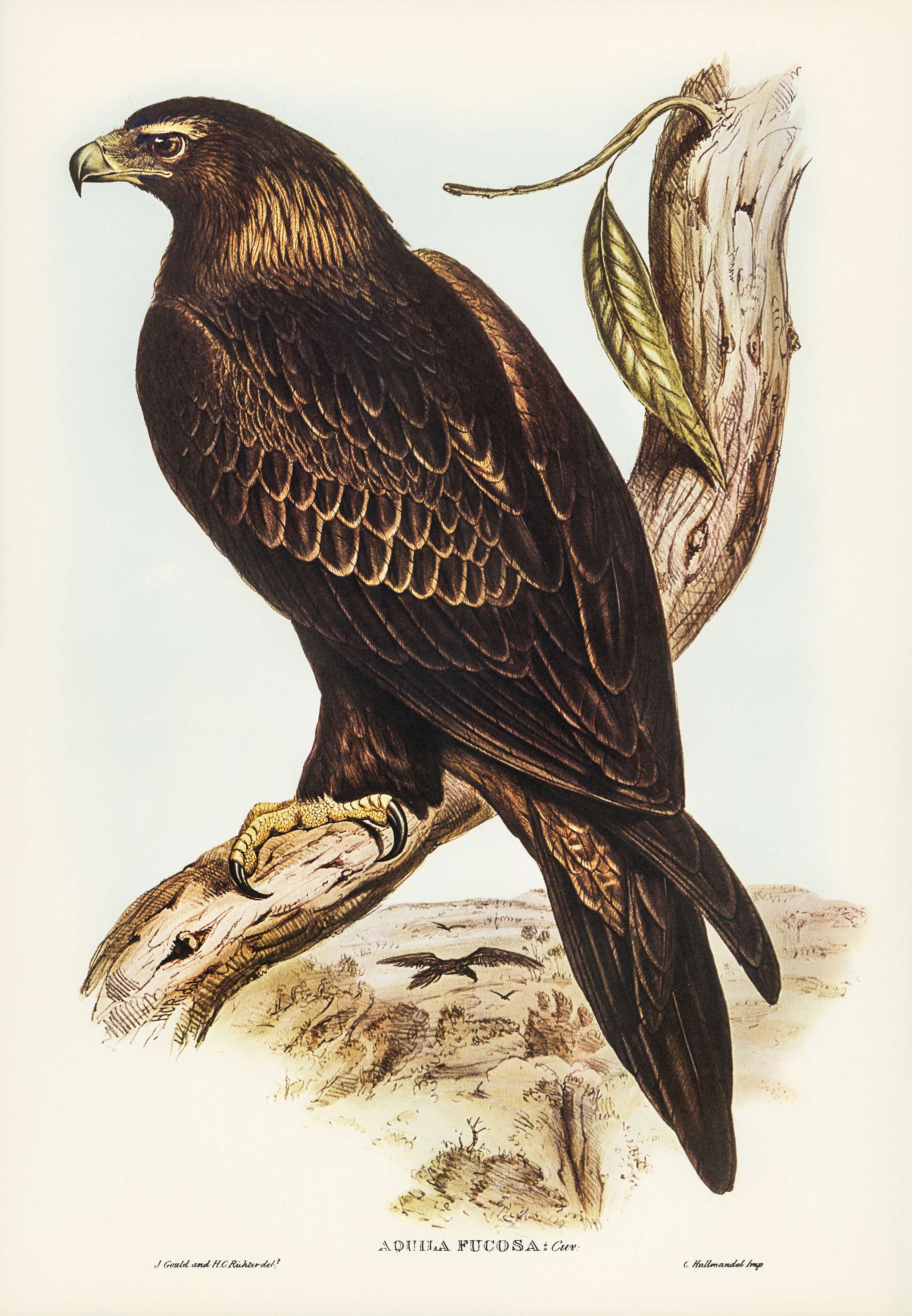 Wedge-tailed Eagle (Aquila focosa) illustrated by Elizabeth Gould (1804–1841) for John Gould’s (1804-1881) Birds... Wedge-tailed Eagle (Aquila focosa) illustrated by Elizabeth Gould (1804–1841) for John Gould’s (1804-1881) Birds...