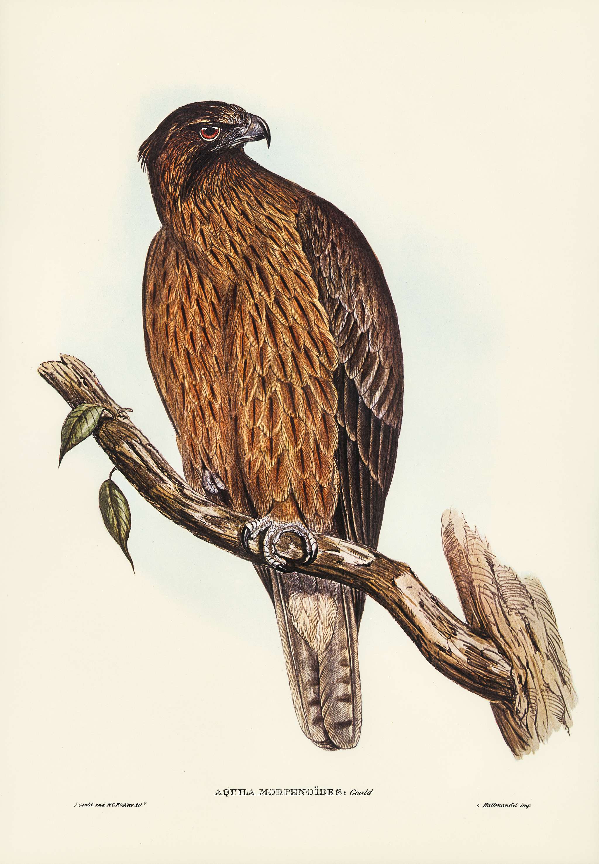 Little Australian Eagle (Aquila Morphnoides) illustrated by Elizabeth Gould (1804–1841) for John Gould’s (1804-... Little Australian Eagle (Aquila Morphnoides) illustrated by Elizabeth Gould (1804–1841) for John Gould’s (1804-...