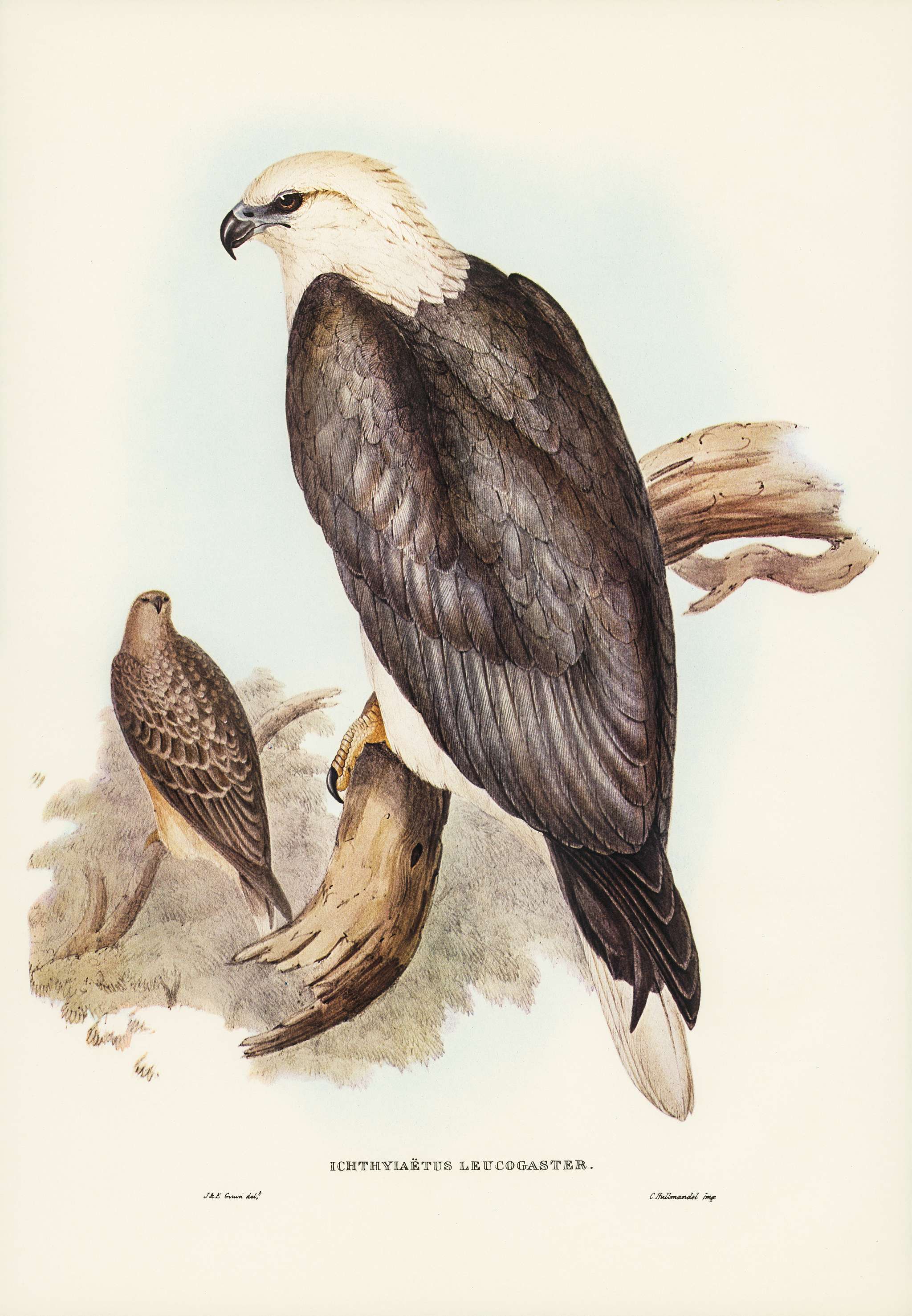 White-bellied Sea Eagle (Ichthyiaetus leucosternus) illustrated by Elizabeth Gould (1804–1841) for John Gould’s... White-bellied Sea Eagle (Ichthyiaetus leucosternus) illustrated by Elizabeth Gould (1804–1841) for John Gould’s...