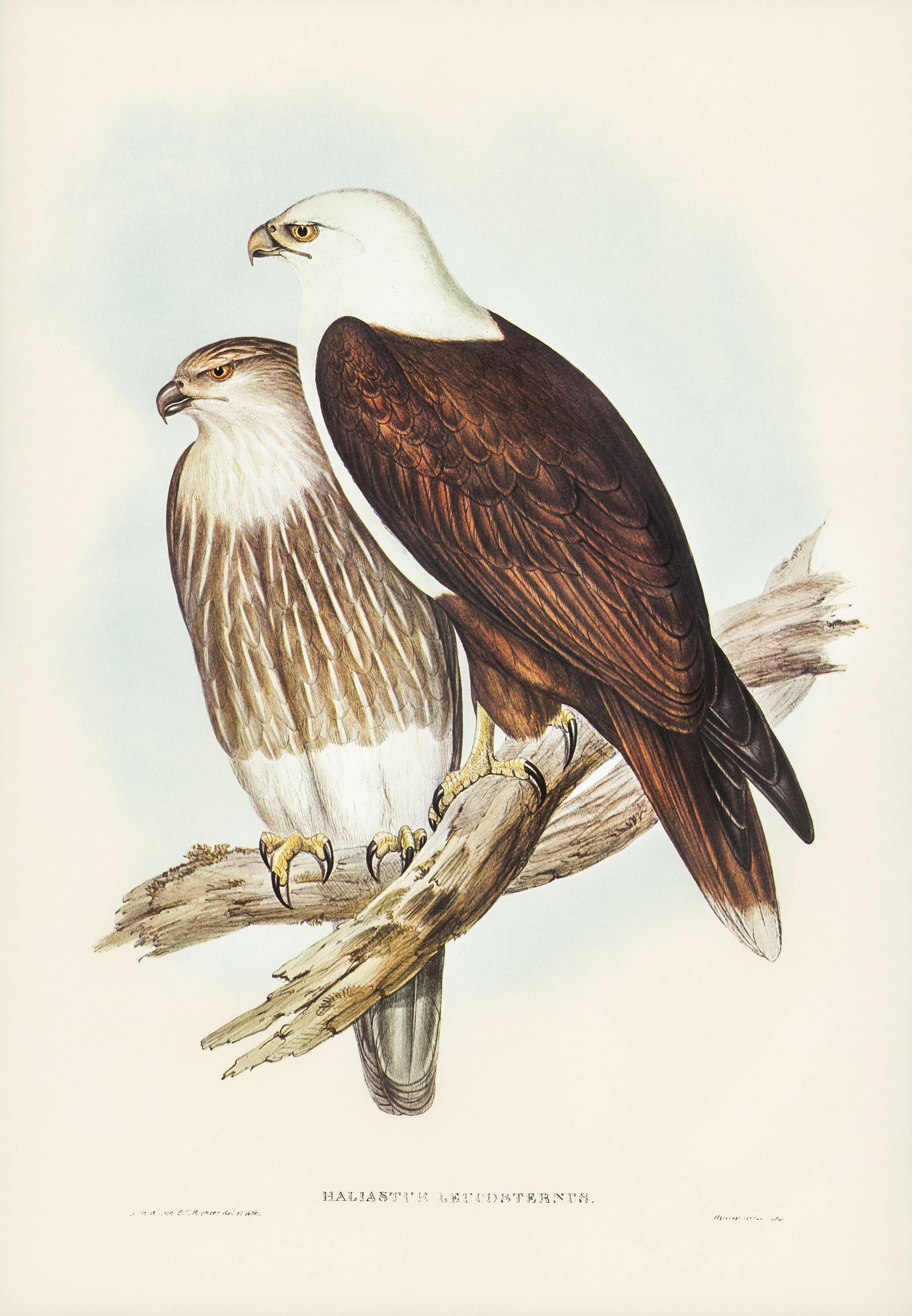 White-breasted Sea Eagle (Haliaster leucosternus) illustrated by Elizabeth Gould (1804–1841) for John Gould’s (... White-breasted Sea Eagle (Haliaster leucosternus) illustrated by Elizabeth Gould (1804–1841) for John Gould’s (...