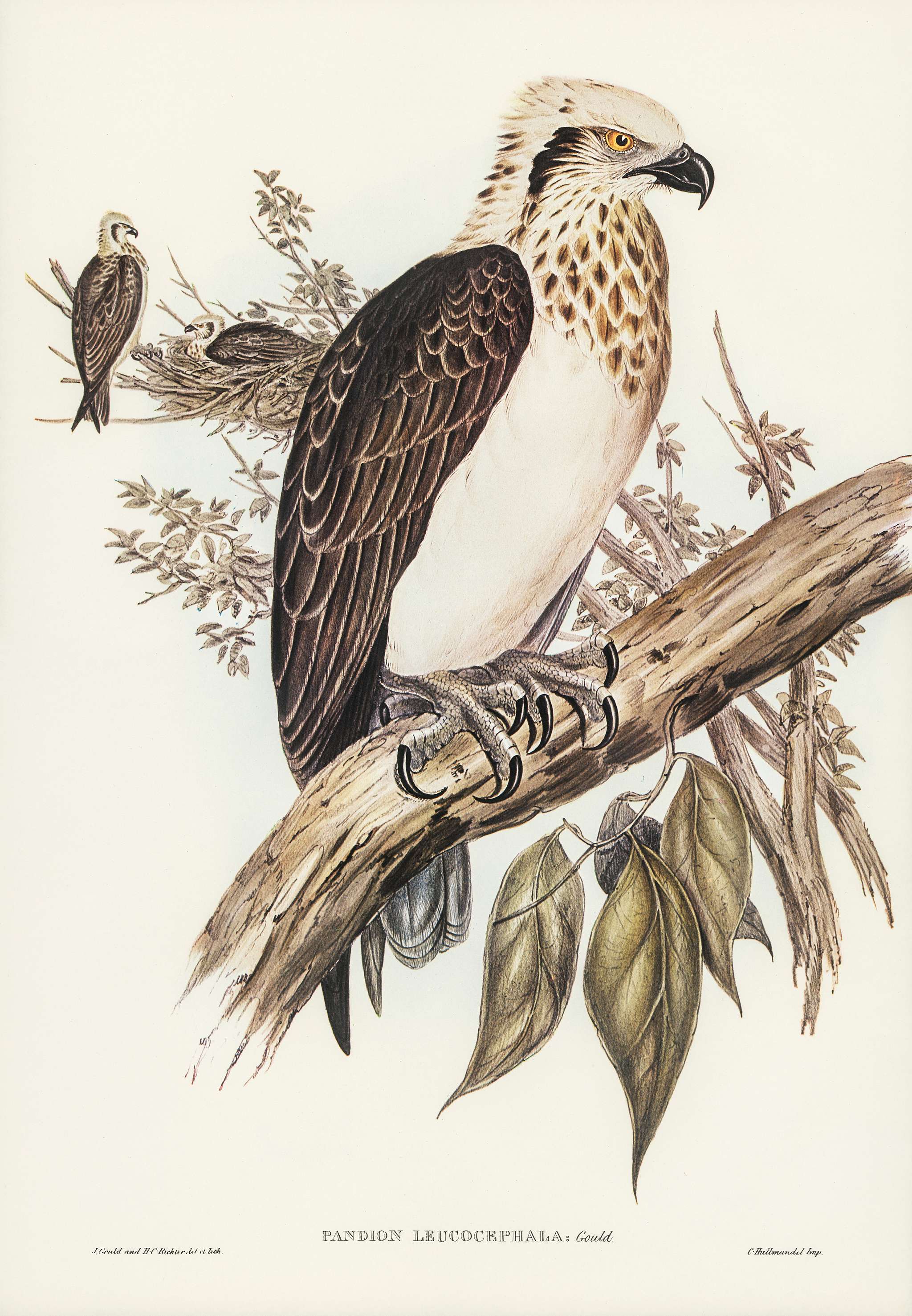White-headed Osprey (Pandion leucocephalus) illustrated by Elizabeth Gould (1804–1841) for John Gould’s (1804-... White-headed Osprey (Pandion leucocephalus) illustrated by Elizabeth Gould (1804–1841) for John Gould’s (1804-...