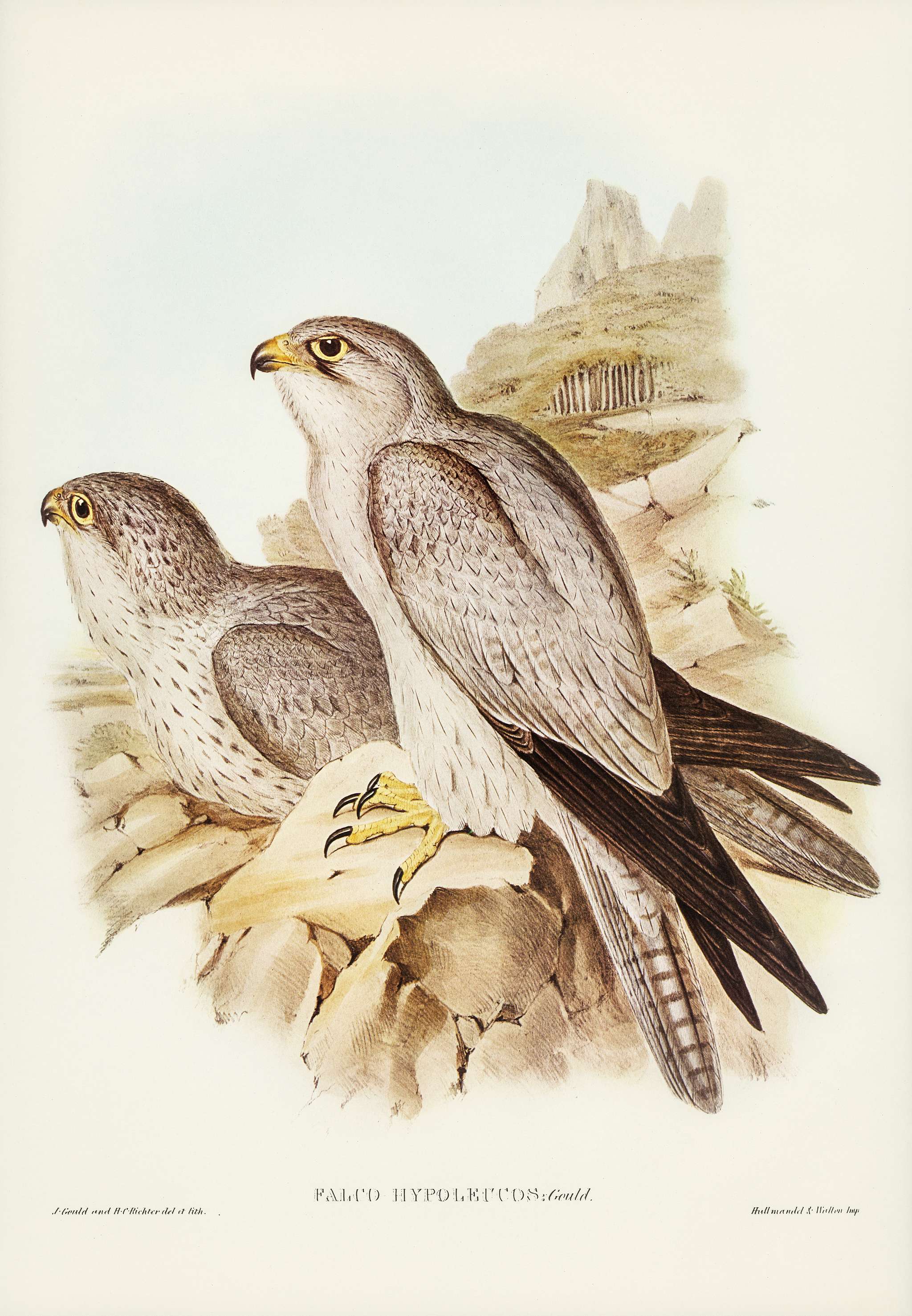Gray falcon (Falco Hypoleucus) illustrated by Elizabeth Gould (1804–1841) for John Gould’s (1804-1881) Birds of... Gray falcon (Falco Hypoleucus) illustrated by Elizabeth Gould (1804–1841) for John Gould’s (1804-1881) Birds of...