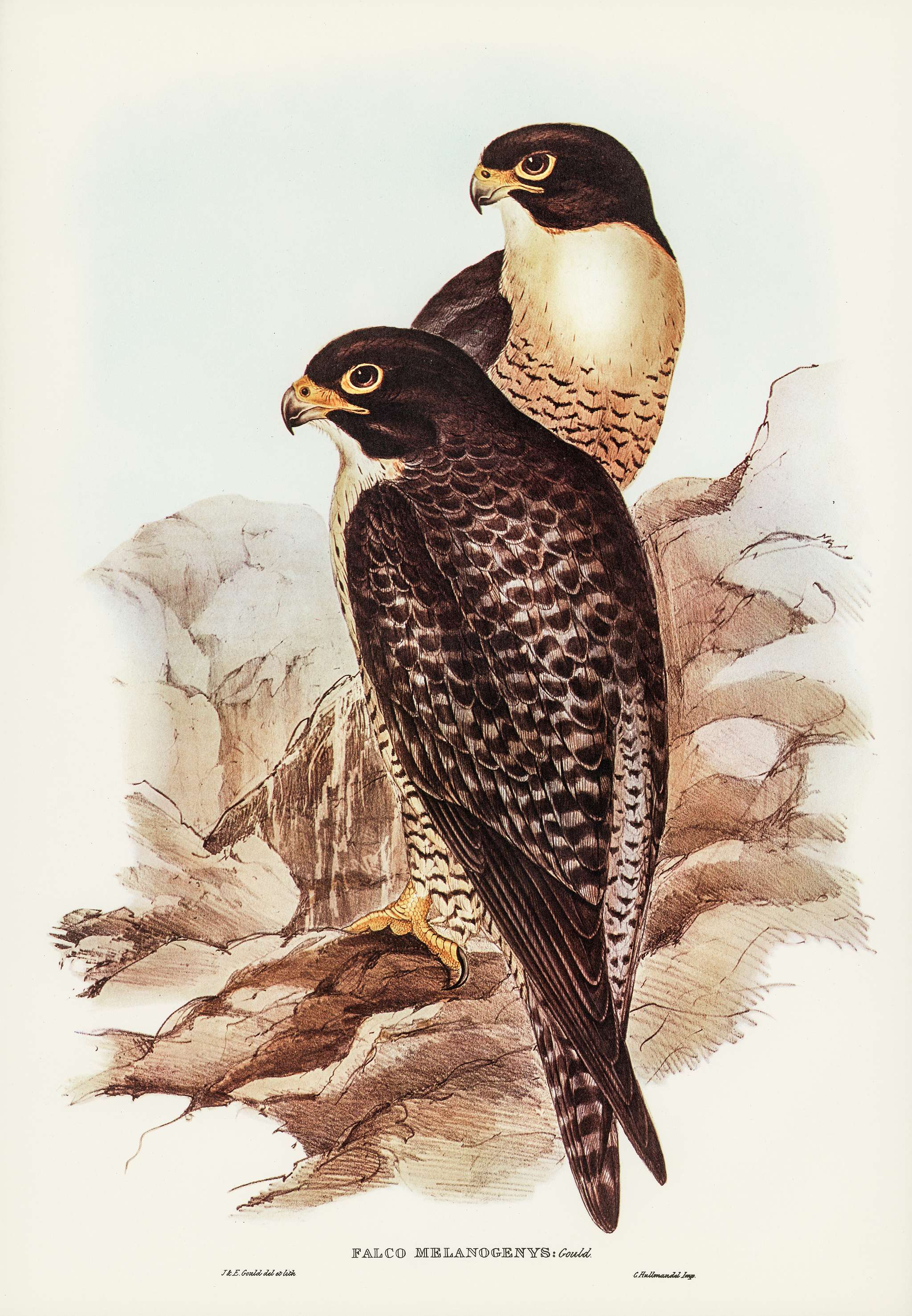 Black-cheeked Falcon (Falco melanogenys) illustrated by Elizabeth Gould (1804–1841) for John Gould’s (1804-1881... Black-cheeked Falcon (Falco melanogenys) illustrated by Elizabeth Gould (1804–1841) for John Gould’s (1804-1881...