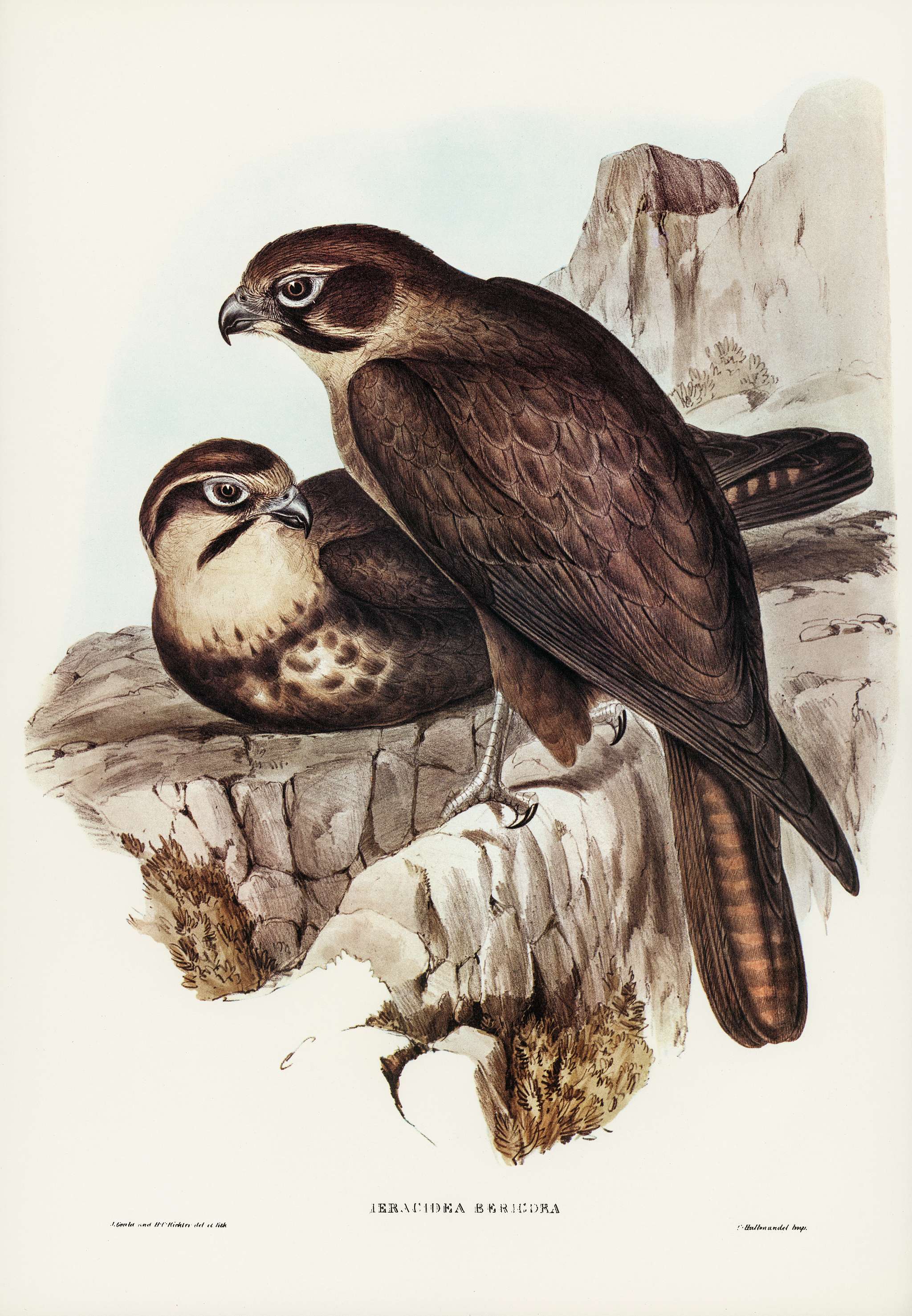 Brown Hawk (Ieracidea Berigora) illustrated by Elizabeth Gould (1804–1841) for John Gould’s (1804-1881) Birds of... Brown Hawk (Ieracidea Berigora) illustrated by Elizabeth Gould (1804–1841) for John Gould’s (1804-1881) Birds of...
