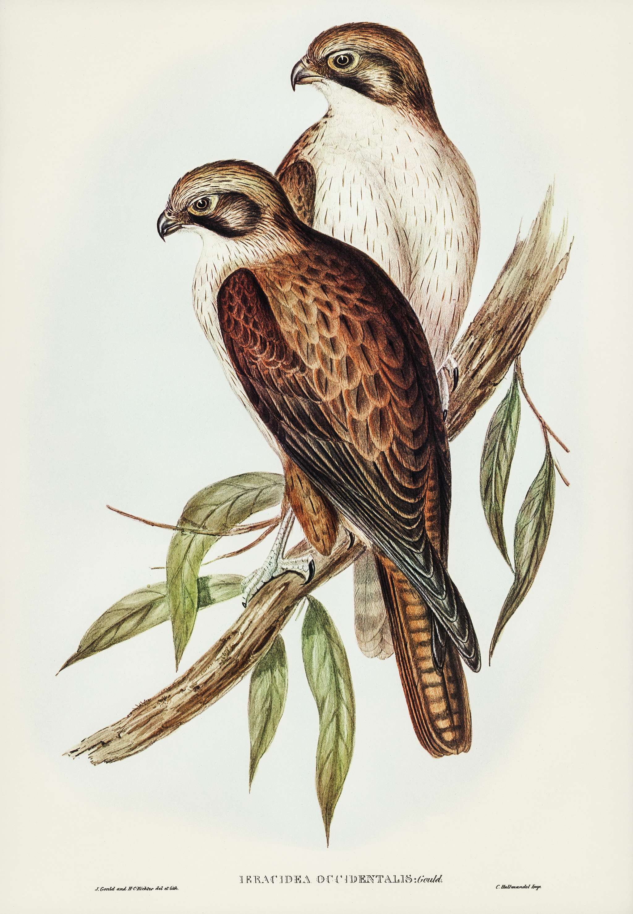 Westren Brown Hawk (Ieracidea occidentalis) illustrated by Elizabeth Gould (1804–1841) for John Gould’s (1804-... Westren Brown Hawk (Ieracidea occidentalis) illustrated by Elizabeth Gould (1804–1841) for John Gould’s (1804-...