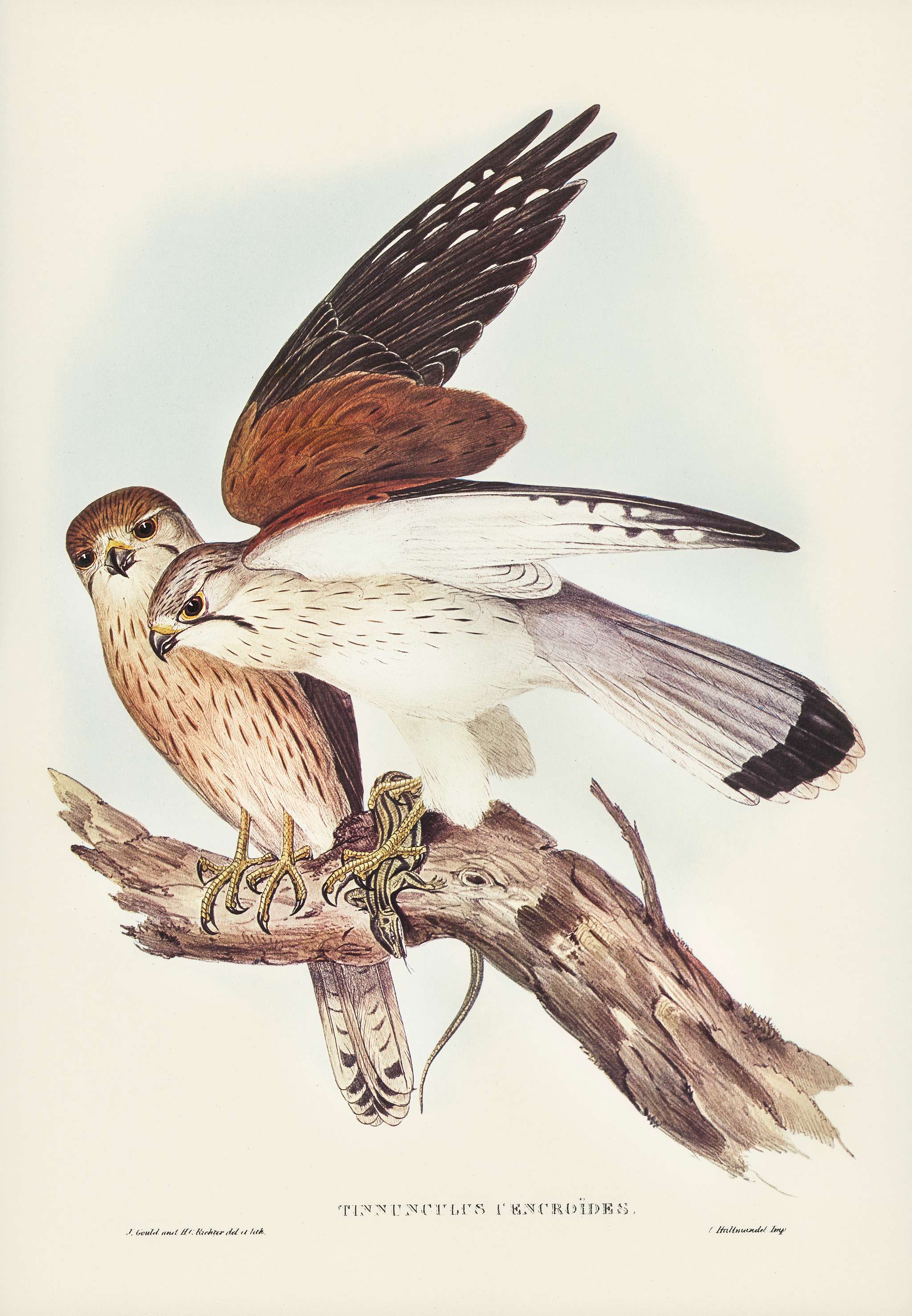Nankeen Kestril (Tinnunculus Cencbroides) illustrated by Elizabeth Gould (1804–1841) for John Gould’s (1804-1881... Nankeen Kestril (Tinnunculus Cencbroides) illustrated by Elizabeth Gould (1804–1841) for John Gould’s (1804-1881...
