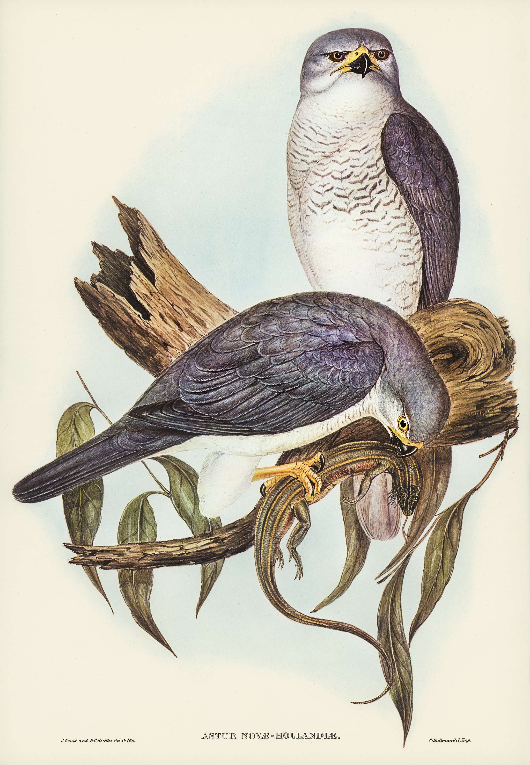 New Holland Goshawk (Astur Nova-Hollandix) illustrated by Elizabeth Gould (1804–1841) for John Gould’s (1804-... New Holland Goshawk (Astur Nova-Hollandix) illustrated by Elizabeth Gould (1804–1841) for John Gould’s (1804-...
