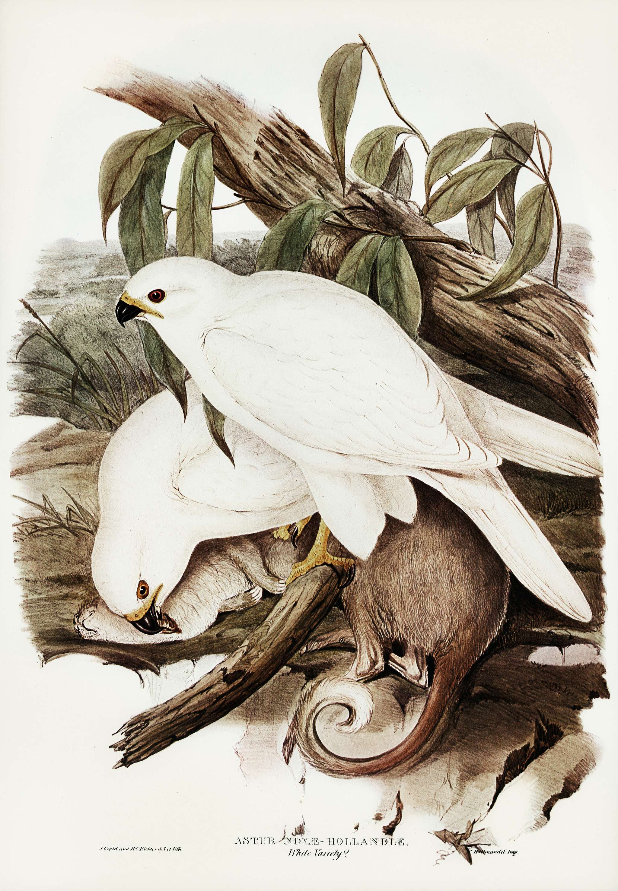 White Goshawk (Astur Nova-Hollandix, albino) illustrated by Elizabeth Gould (1804–1841) for John Gould’s (1804-... White Goshawk (Astur Nova-Hollandix, albino) illustrated by Elizabeth Gould (1804–1841) for John Gould’s (1804-...